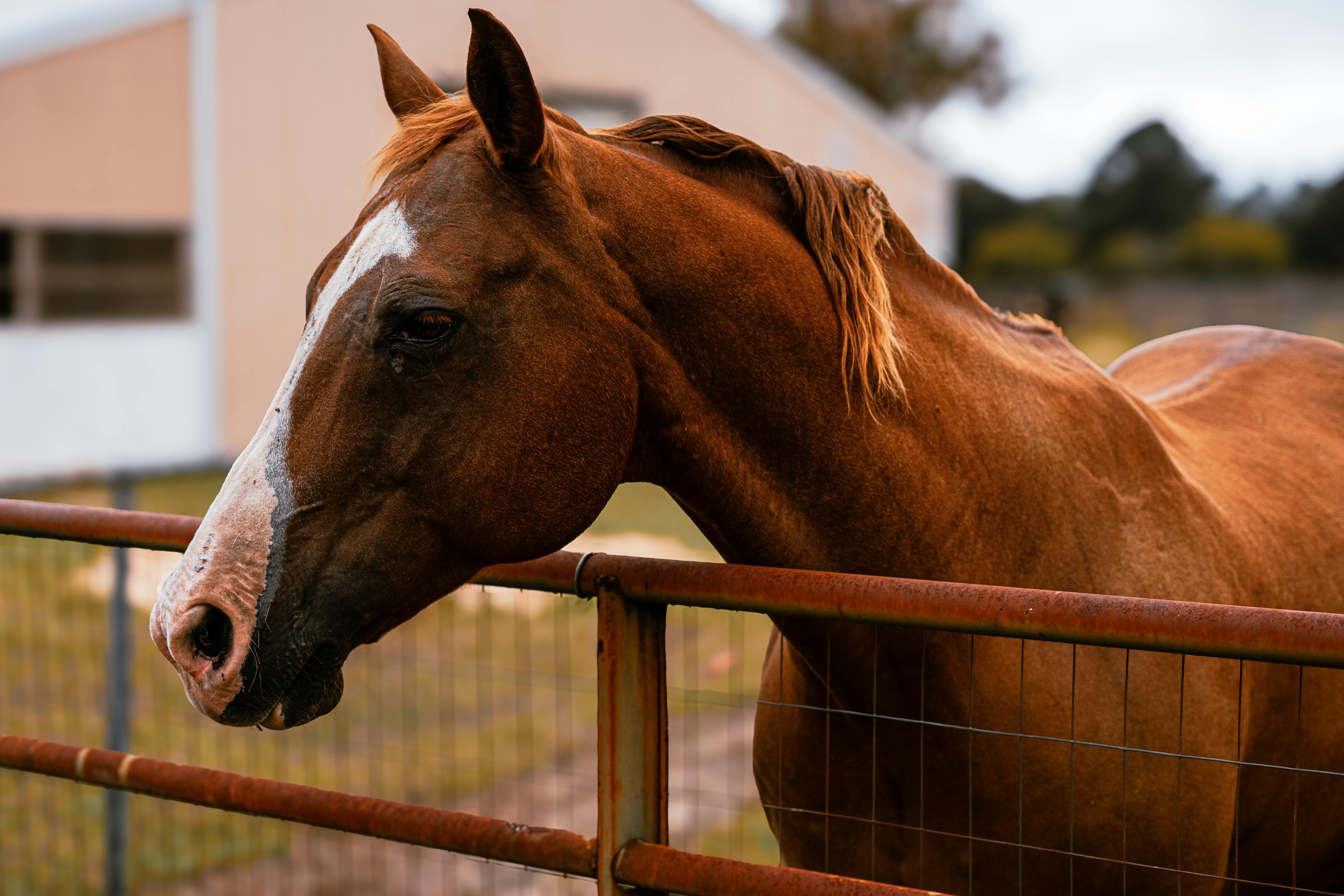 Un caballo en una imagen de archivo. Foto de Daijon J (Pexels). 