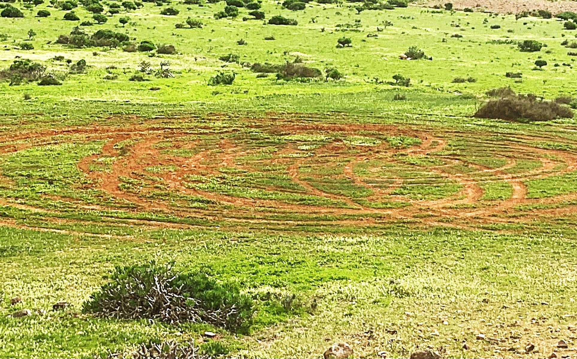 Marcas de ruedas sobre un prado en Lanzarote. Foto: Terje Jansson