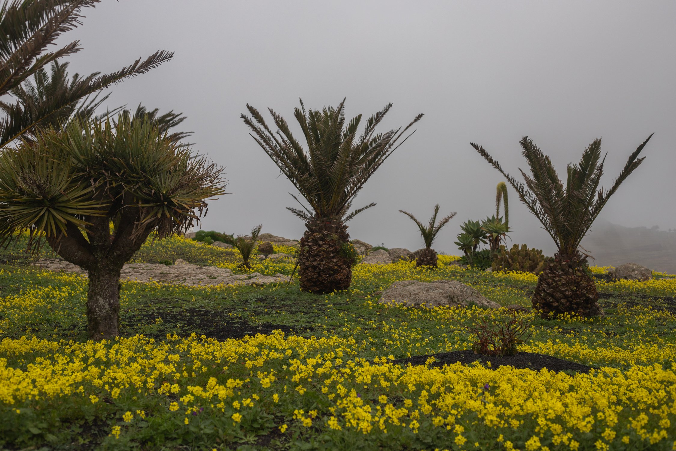 Cielos nublados y flores tras las lluvias en Lanzarote. Foto: Andrea Domínguez.