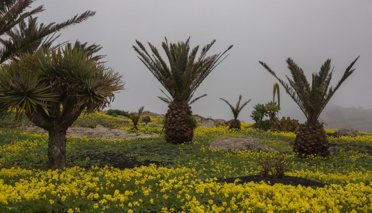 Cielos nublados y flores tras las lluvias en Lanzarote. Foto: Andrea Domínguez.
