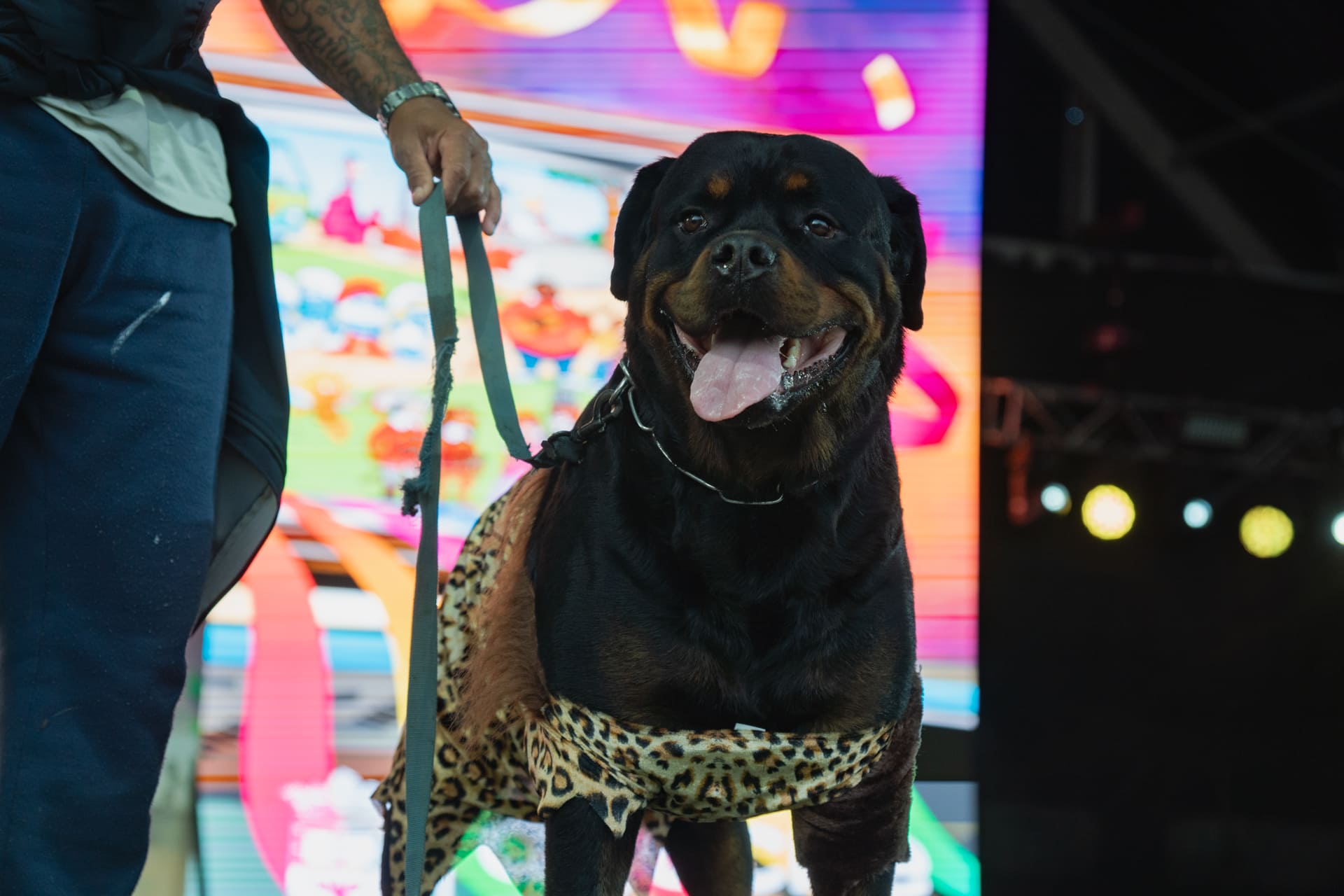 Concurso de Disfraces Caninos de Arrecife
