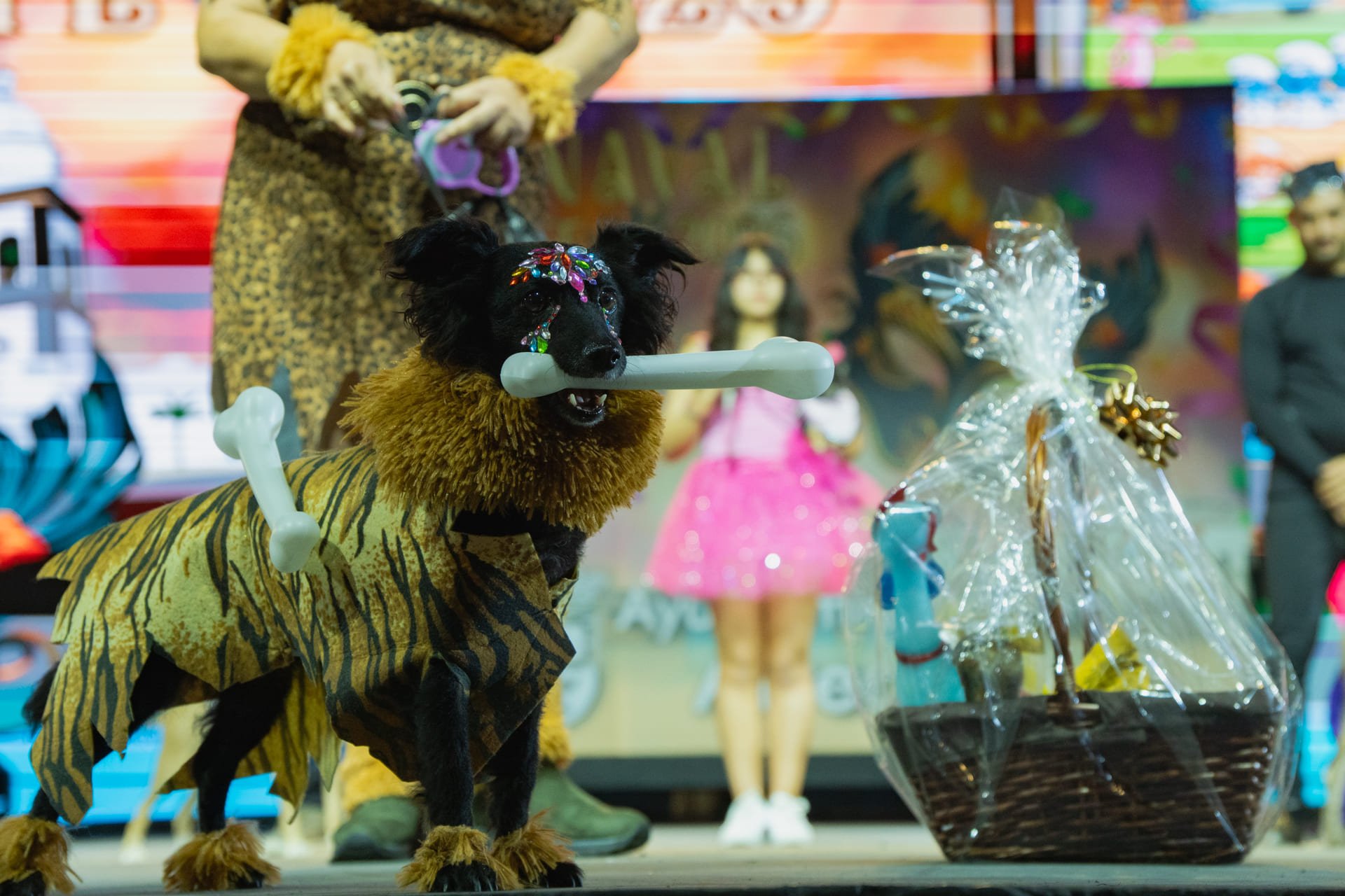 Concurso de Disfraces Caninos de Arrecife