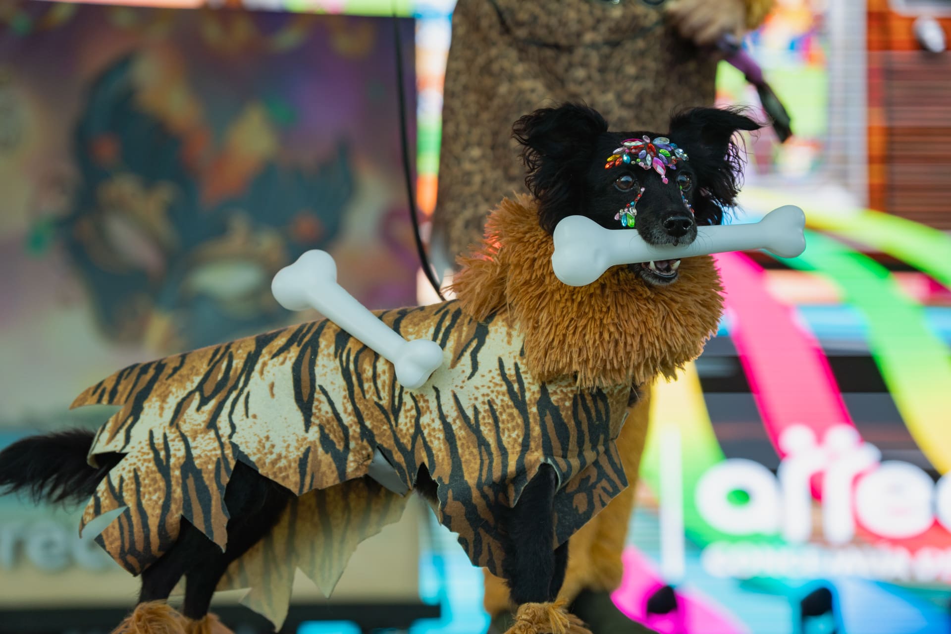 Concurso de Disfraces Caninos de Arrecife