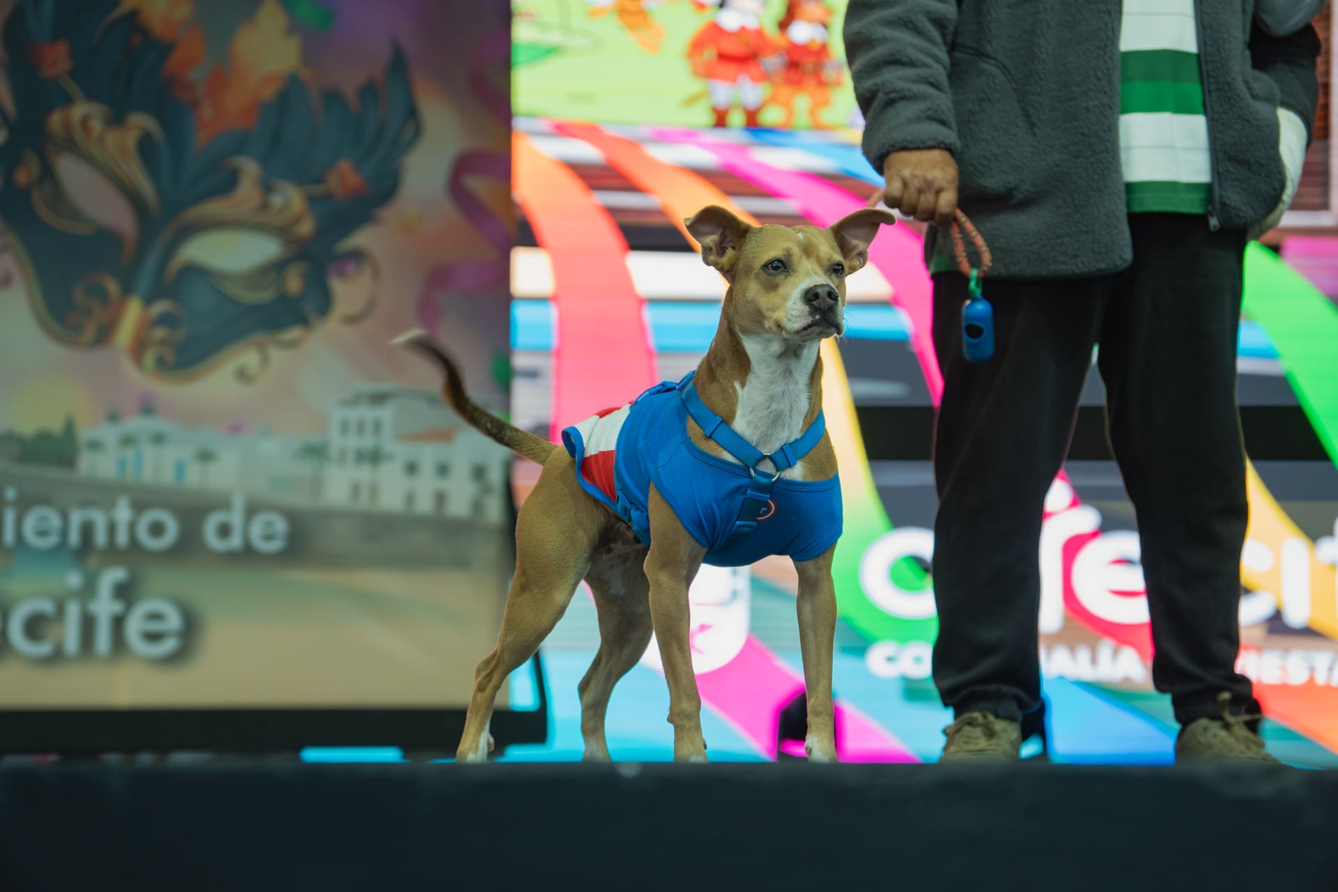 Concurso de Disfraces Caninos de Arrecife