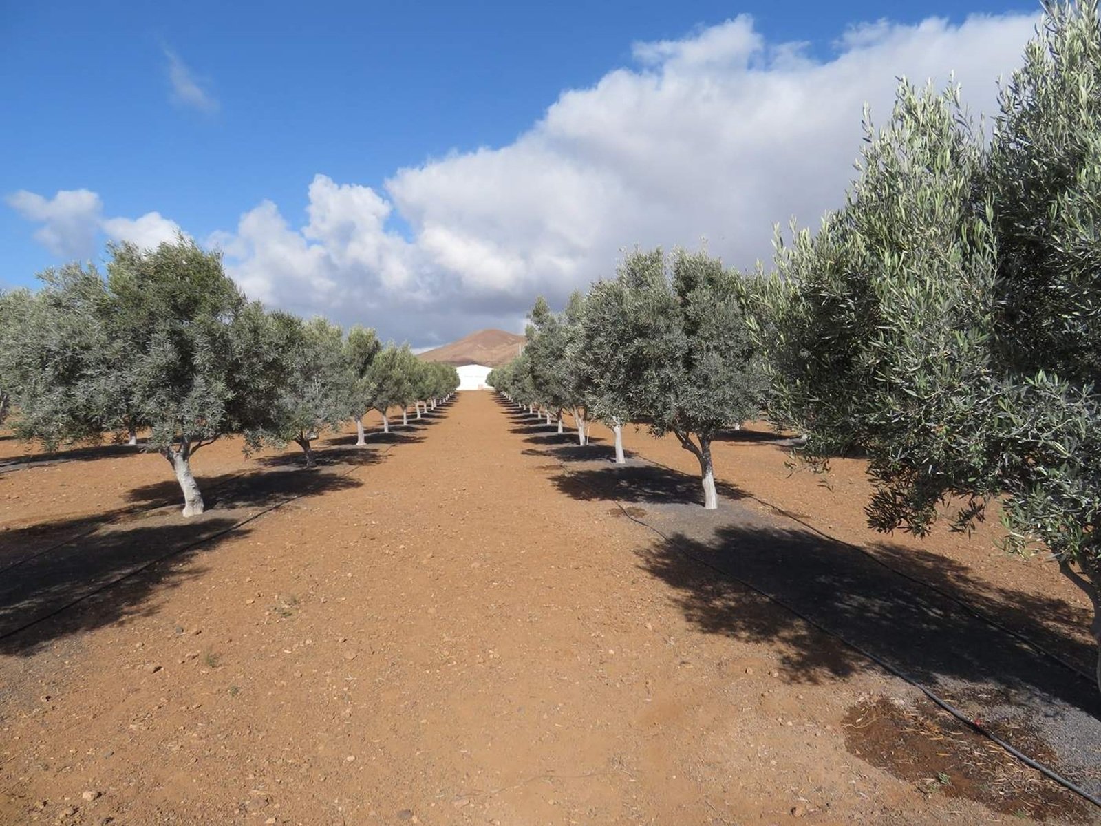 plantacion de olivos en lanzarote