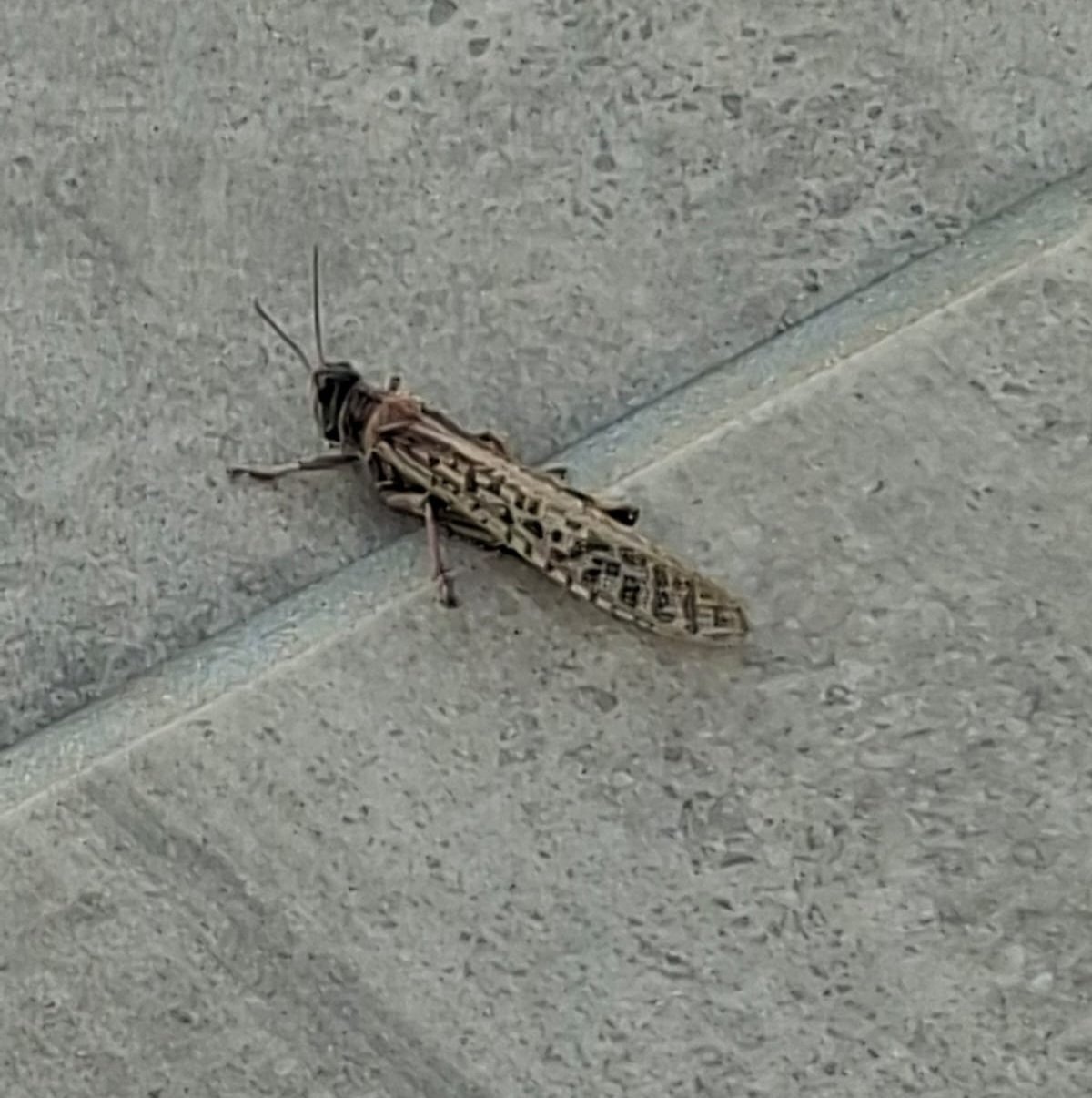 Un ejemplar de langosta (cigarrón berberisco). Foto: La Voz