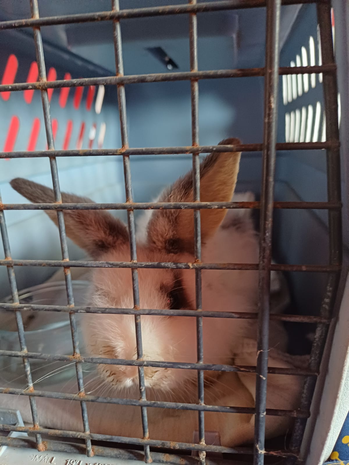 Conejita encontrada en Arrecife Conejita encontrada en Arrecife