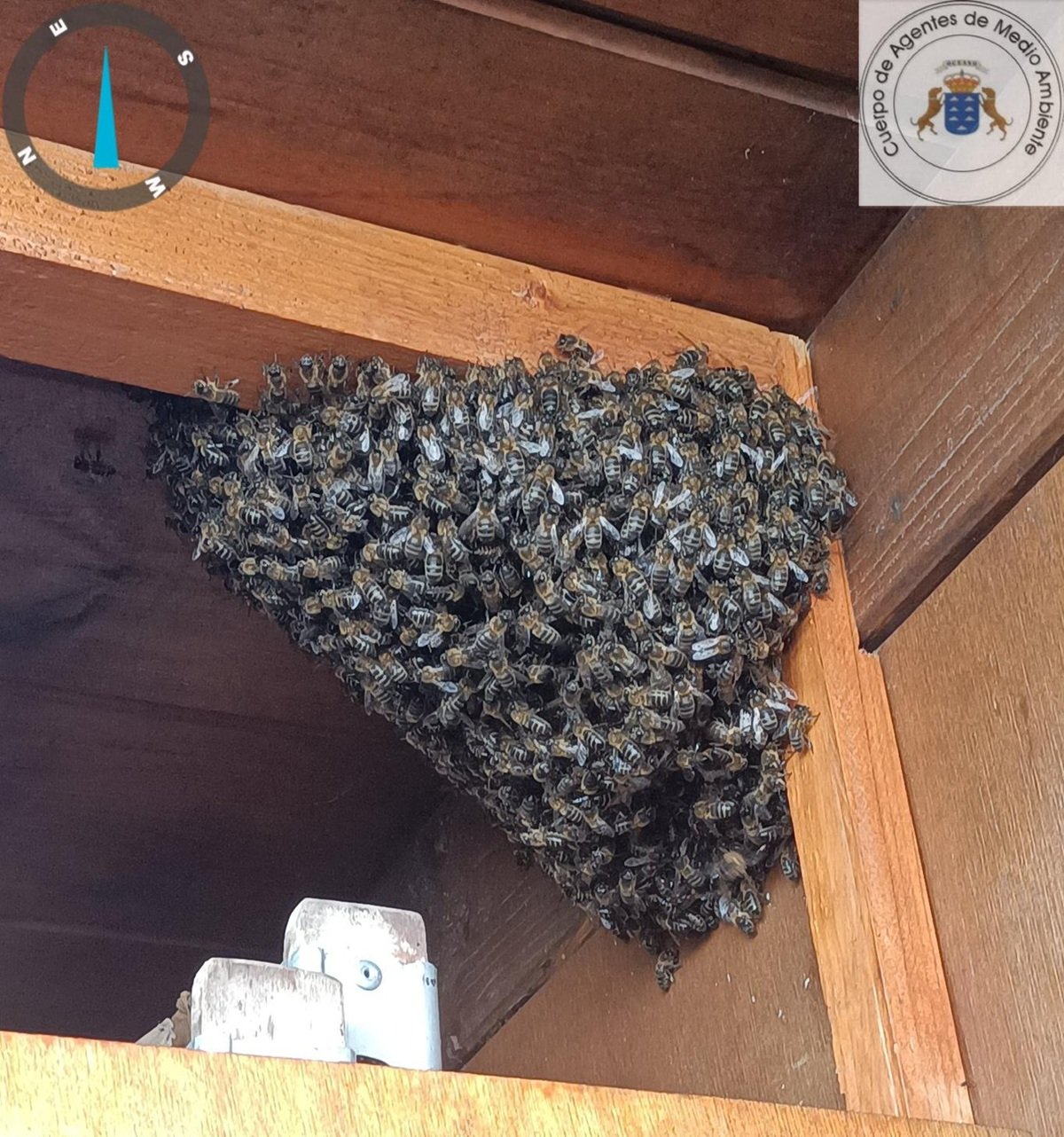 Enjambre de abejas en la vivienda