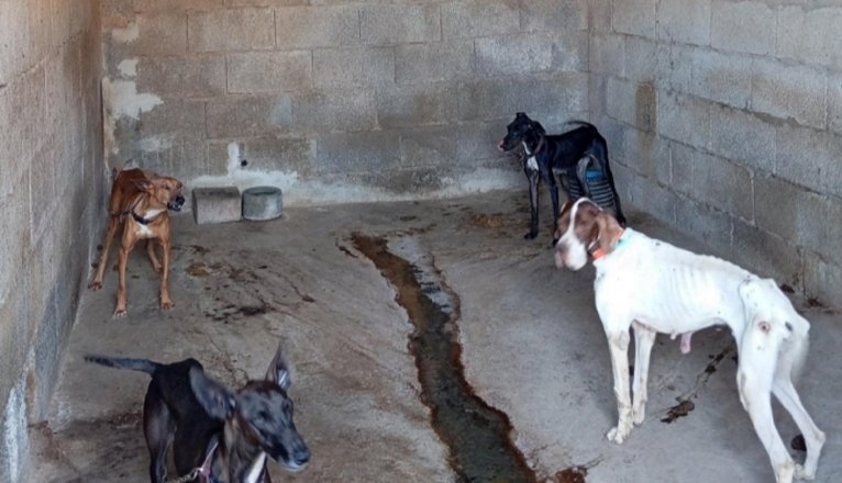 Animales hallados en la finca de Tinajo. Foto: Ademal. Animales hallados en la finca de Tinajo. Foto: Ademal.