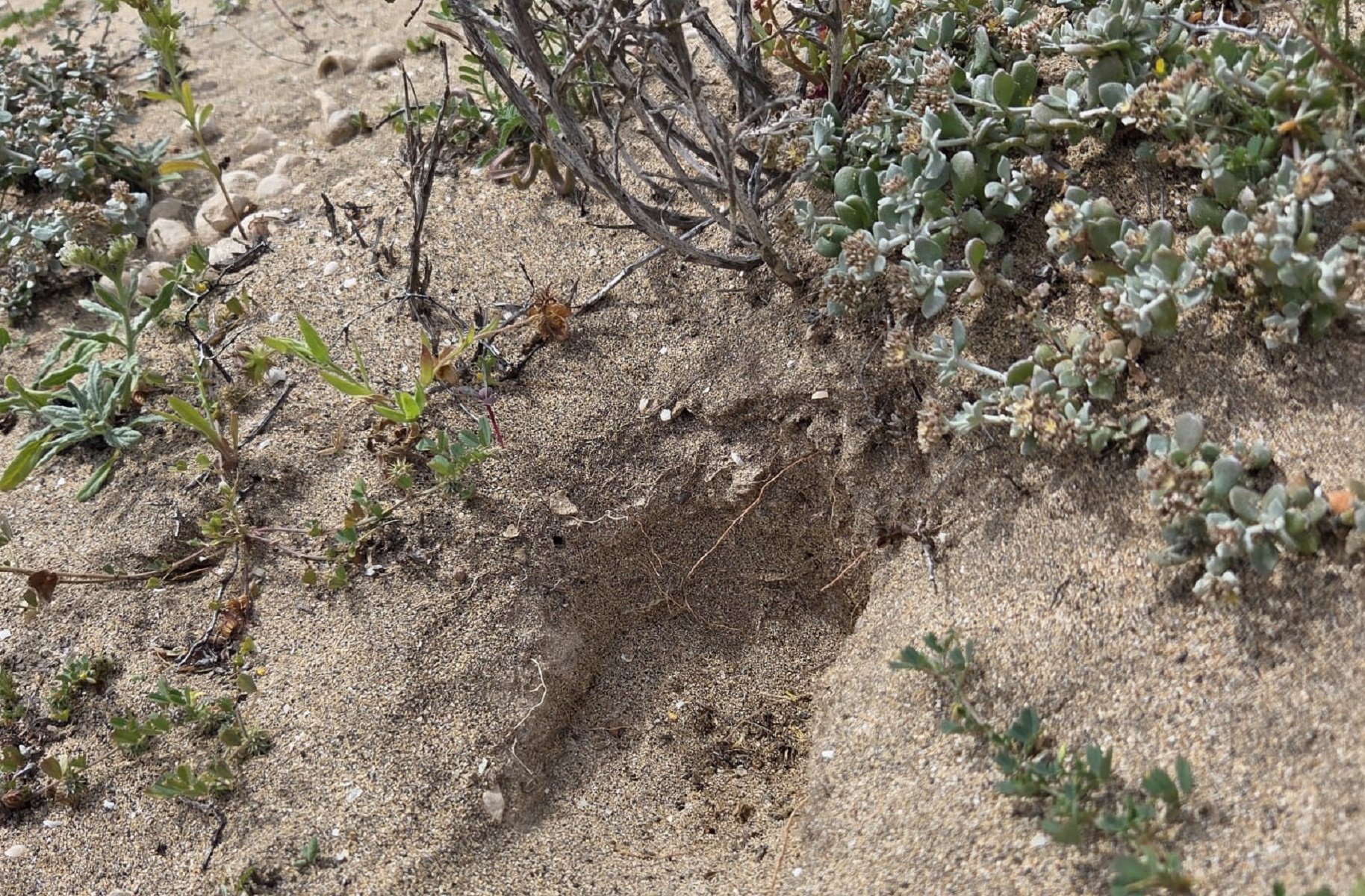 Hoyos excarvados en el jable. 