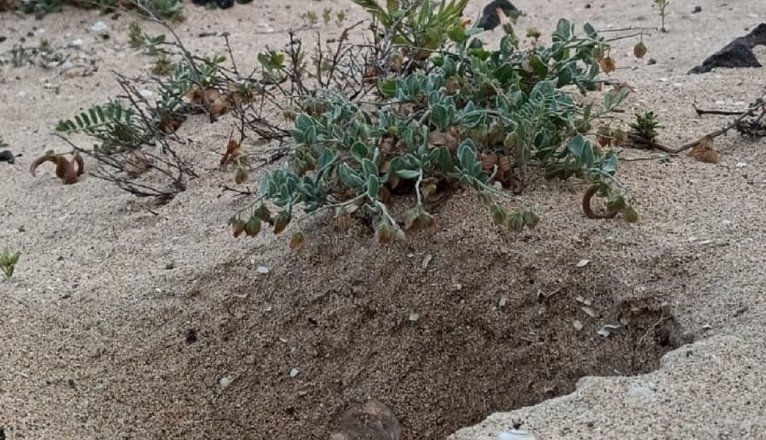 Hoyos excarvados en el jable.
