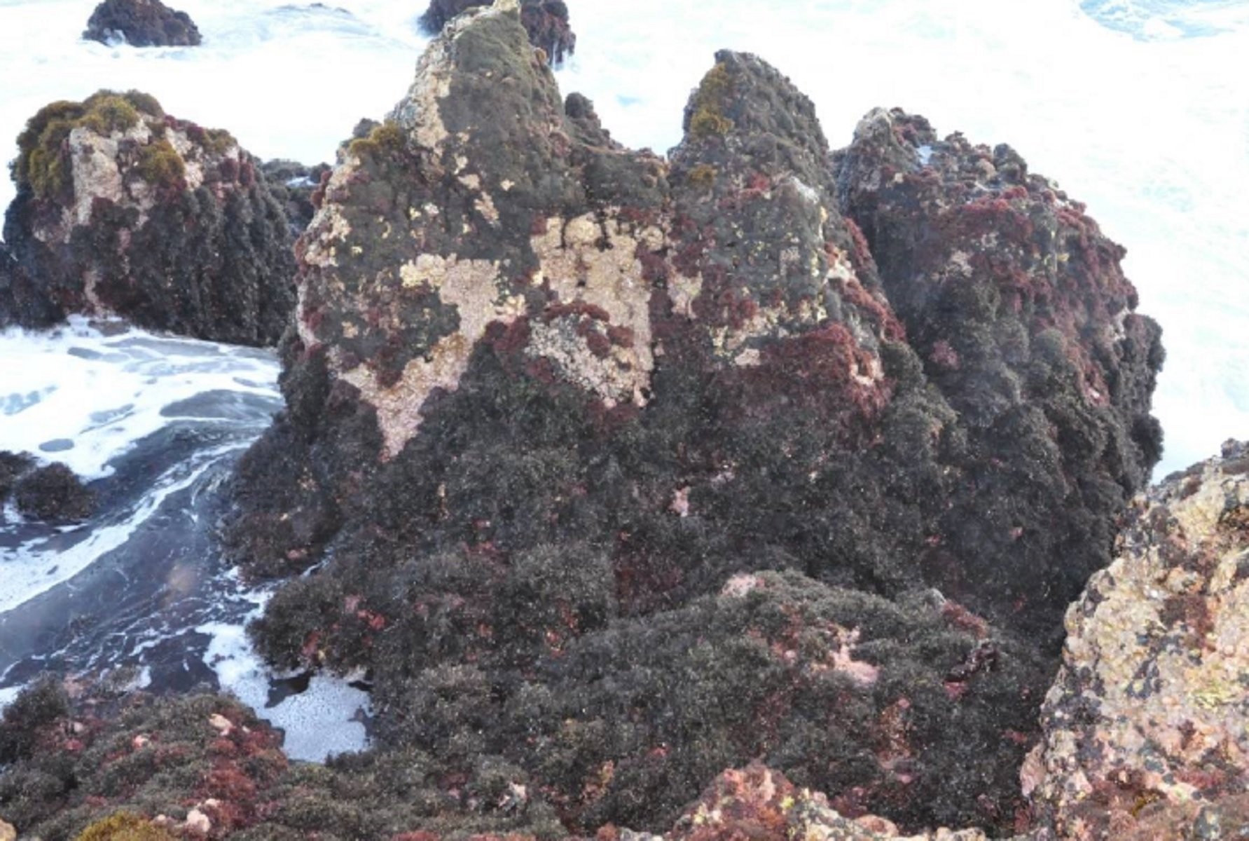 Imagen de algas afectadas. Foto: ULL.