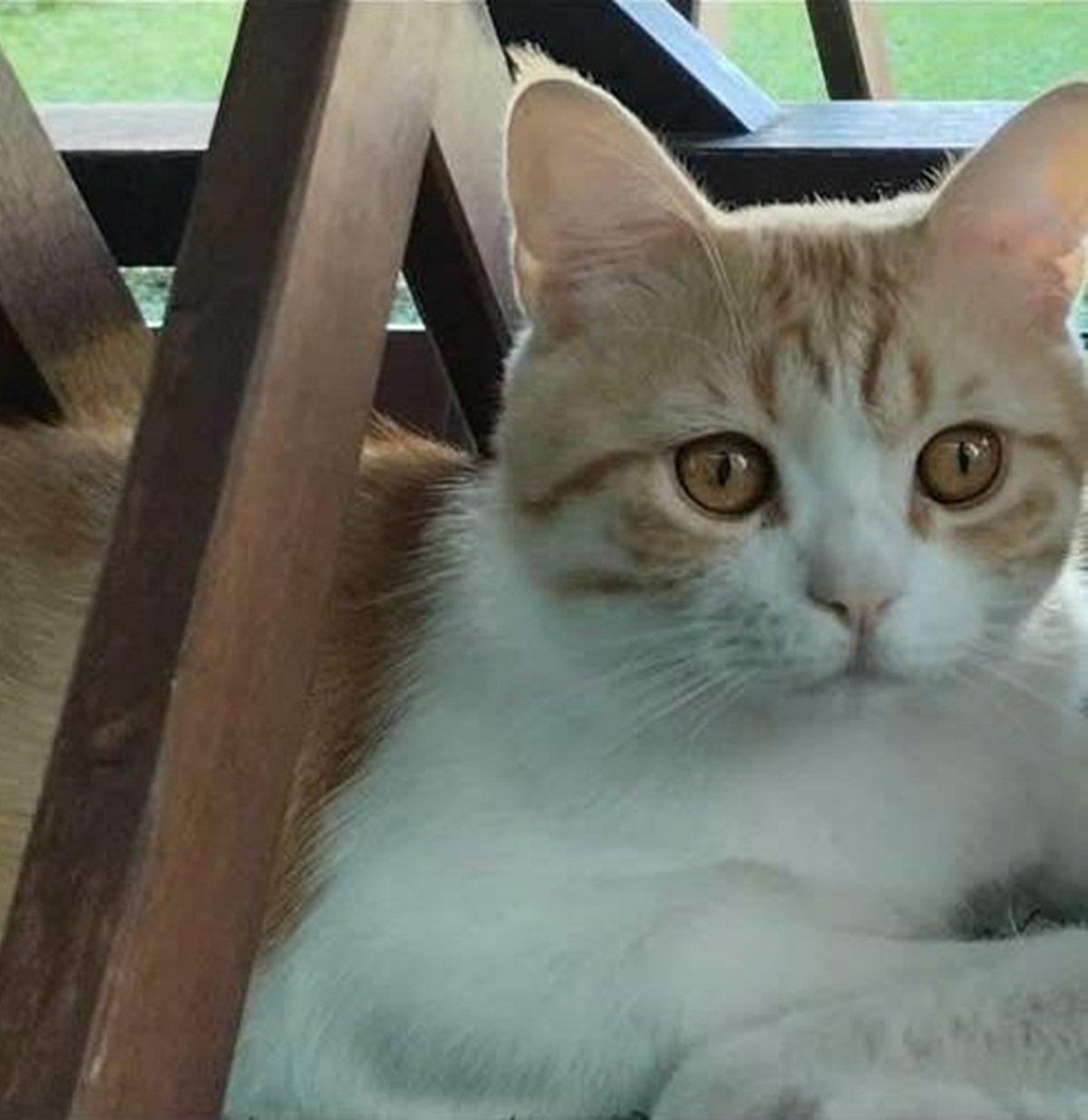 El gato Millo desaparecido en Playa Honda