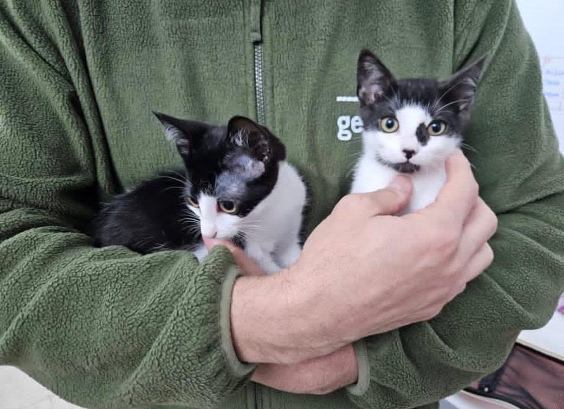 Control de colonias felinas