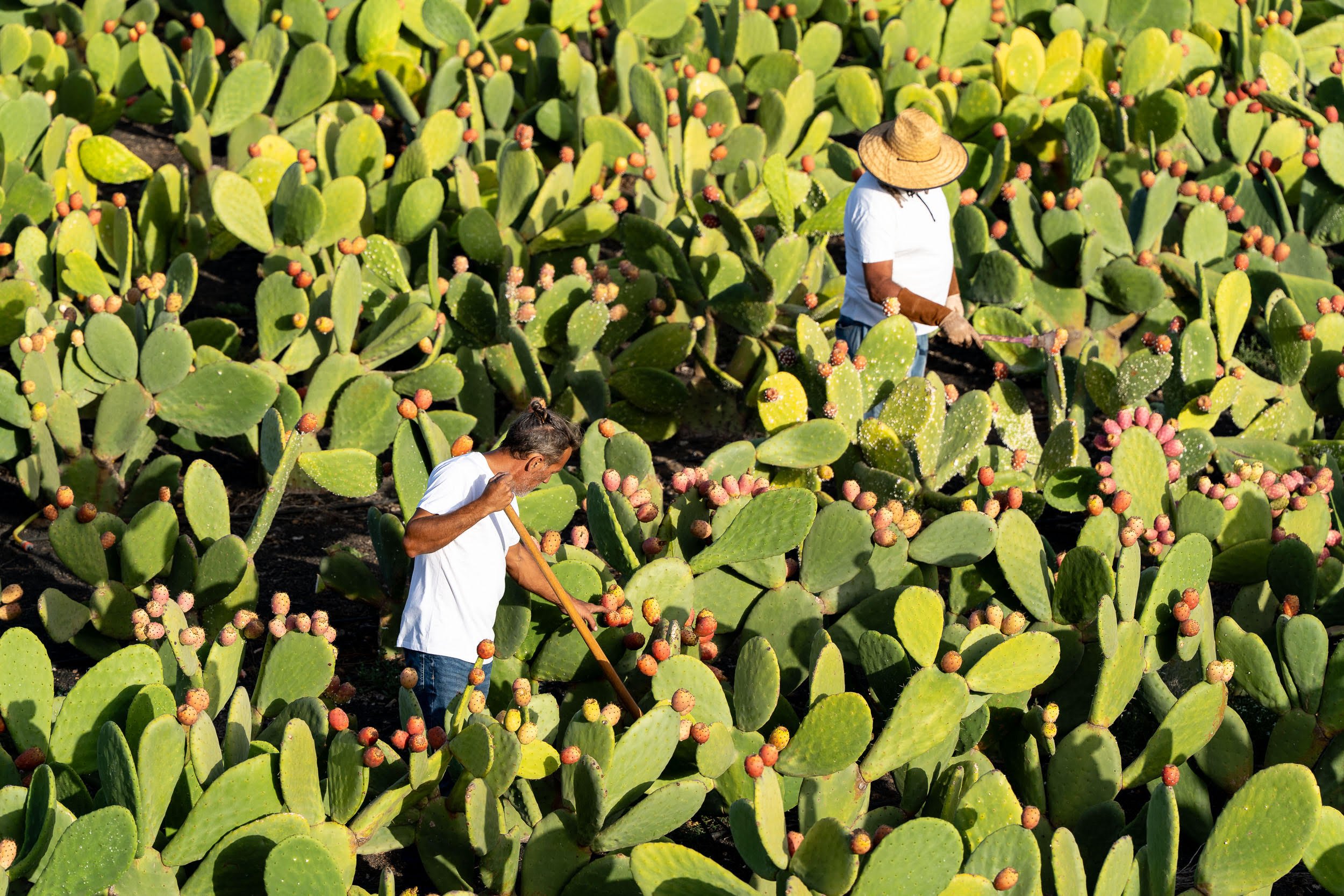 Una de las fincas en recuperación en Lanzarote. Agricultura regenerativa.