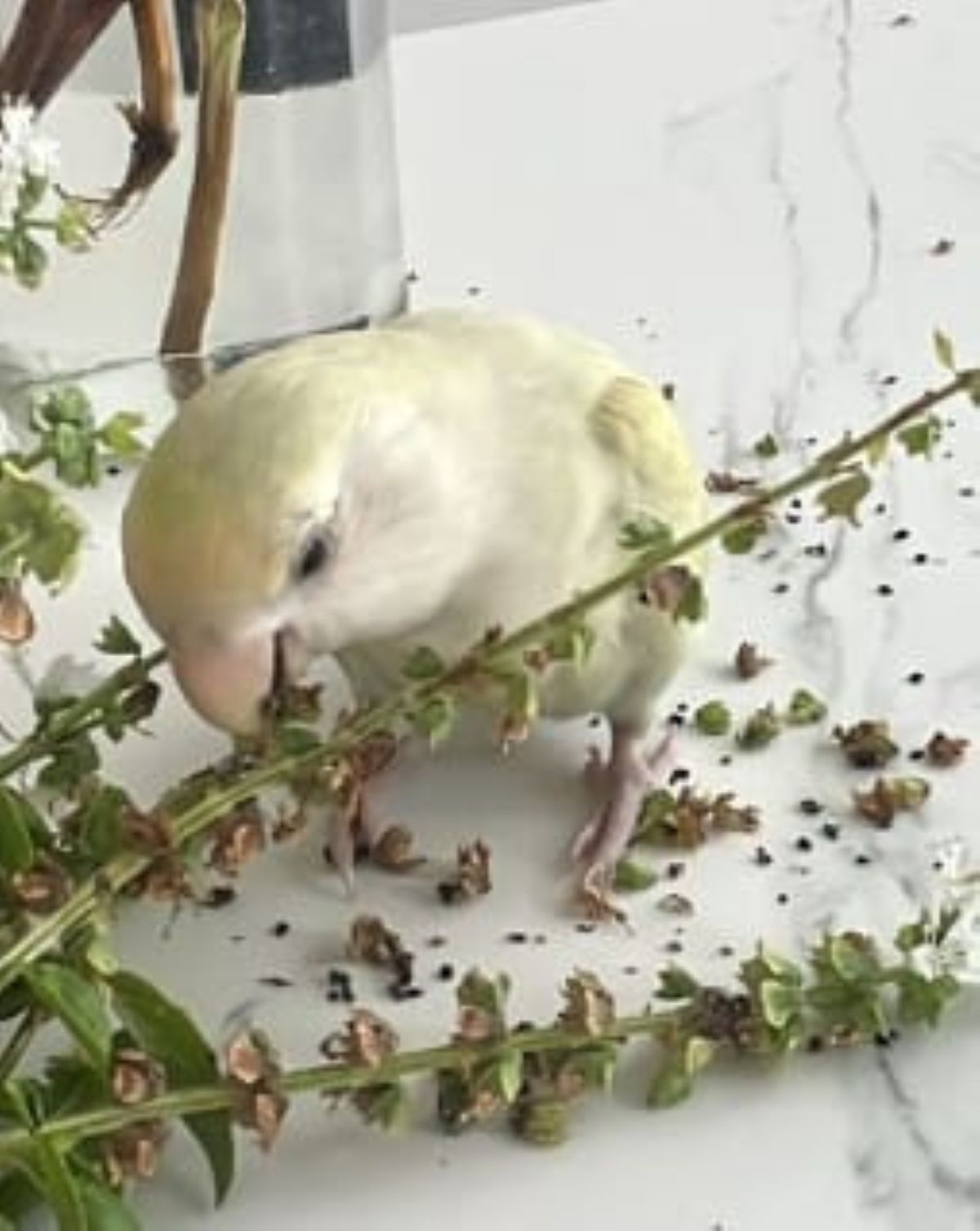 Agapornis perdido cerca de Maneje 