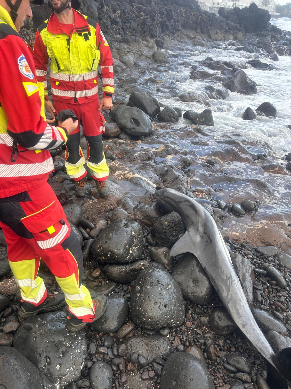 Cetáceo varado en Puerto del Carmen