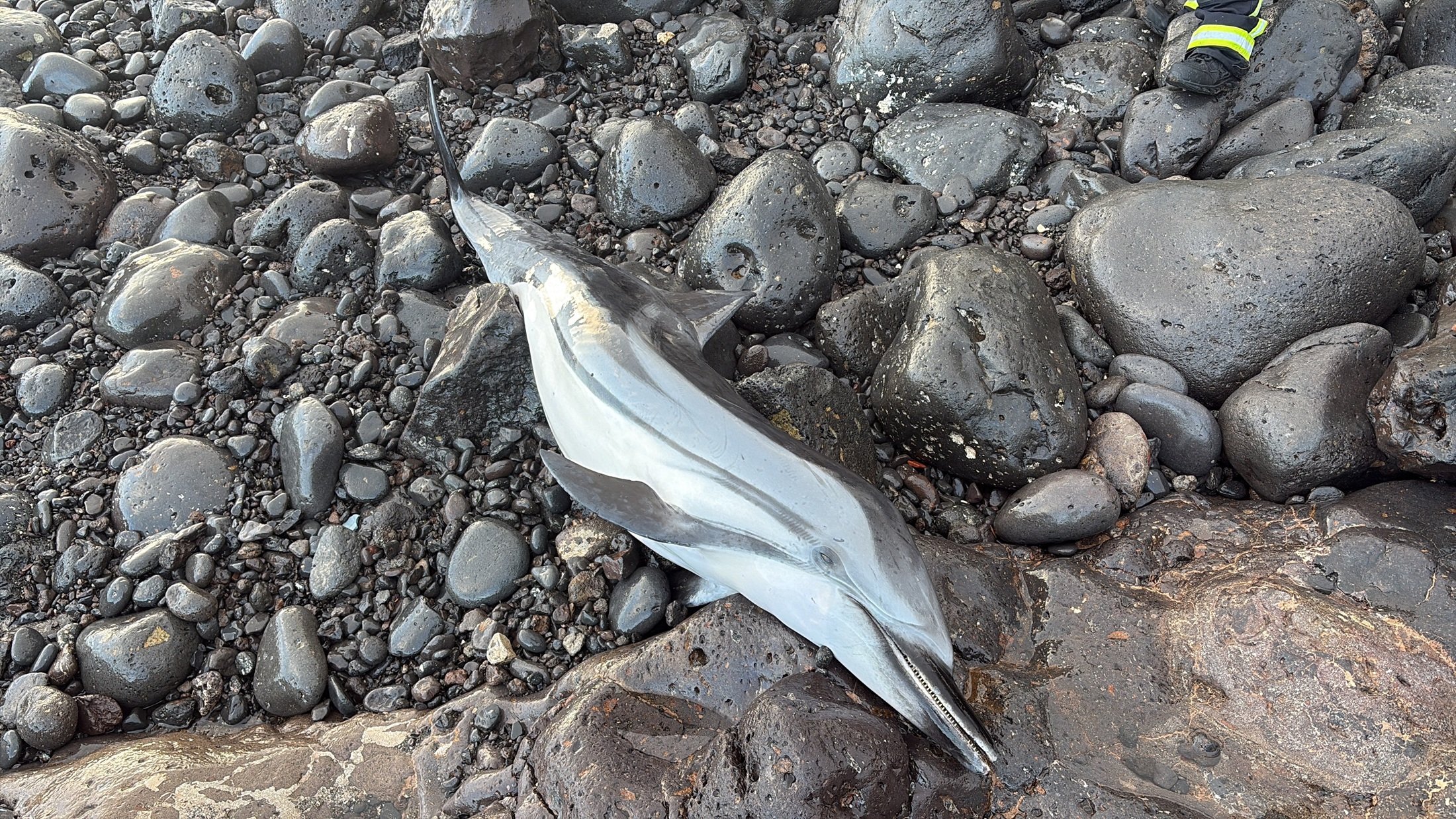 Cetáceo varado en Puerto del Carmen