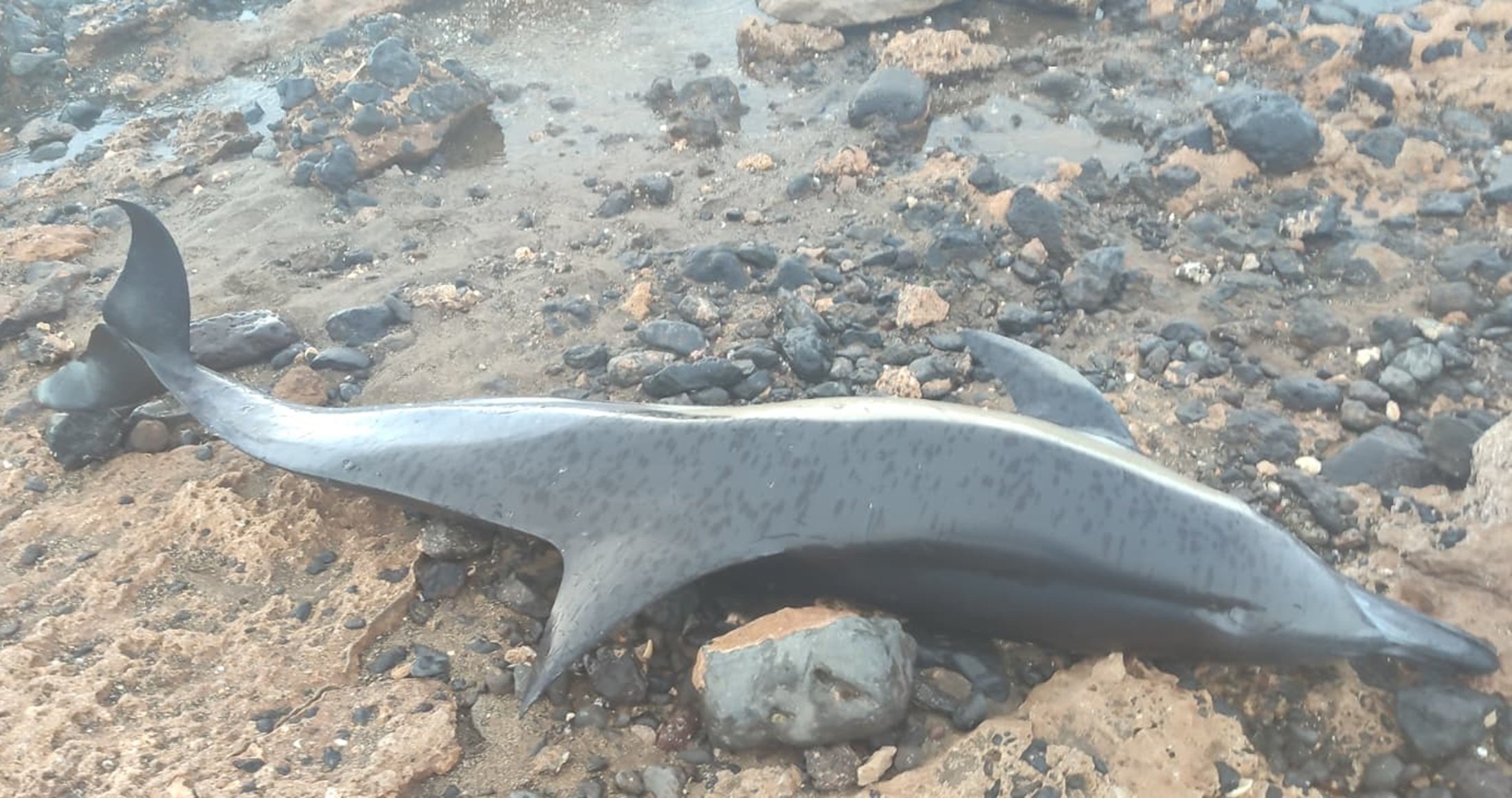 Delfín común varado en Playa Honda