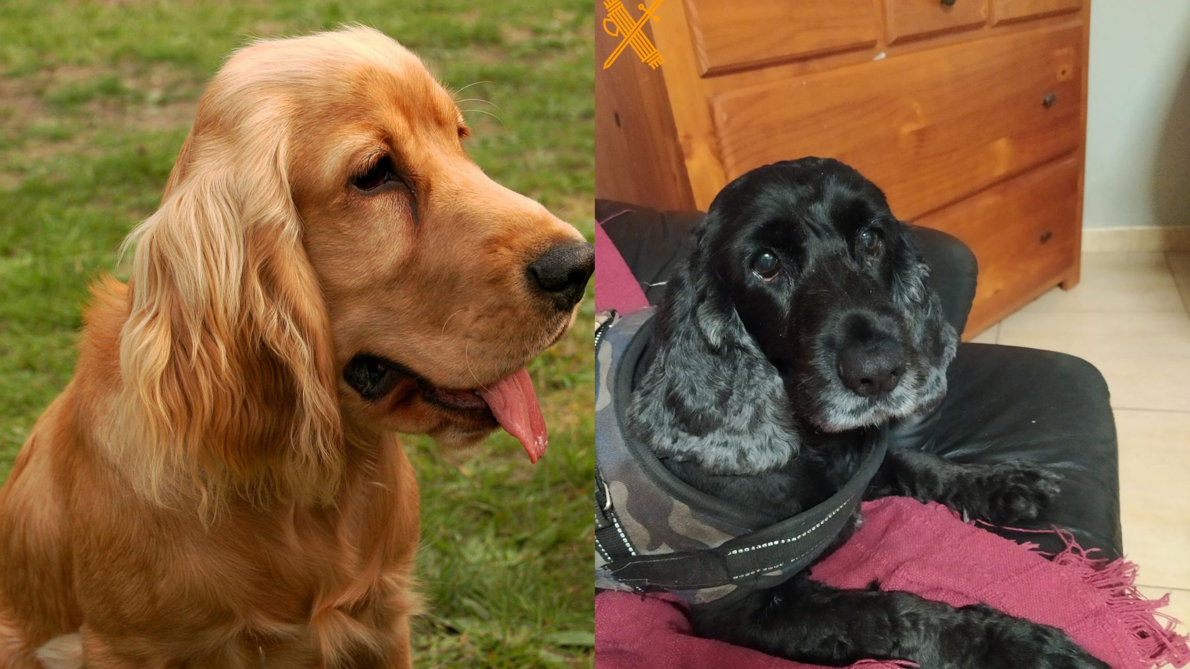 Los dos animales sacrificados. Foto: Guardia Civil. Los dos animales sacrificados. Foto: Guardia Civil.