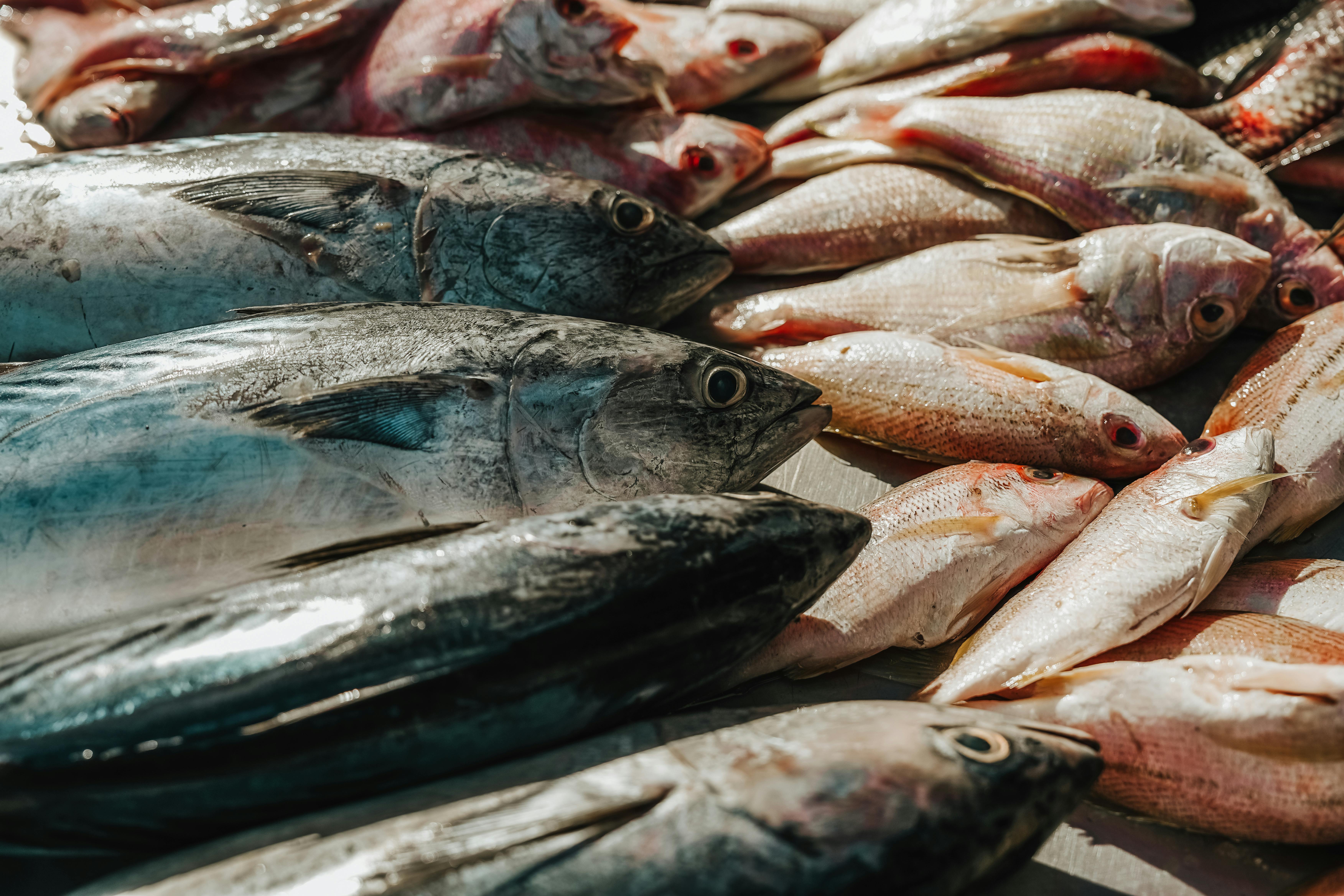 Peces. Foto: Mitchell Soeharsono. Peces. Foto: Mitchell Soeharsono.