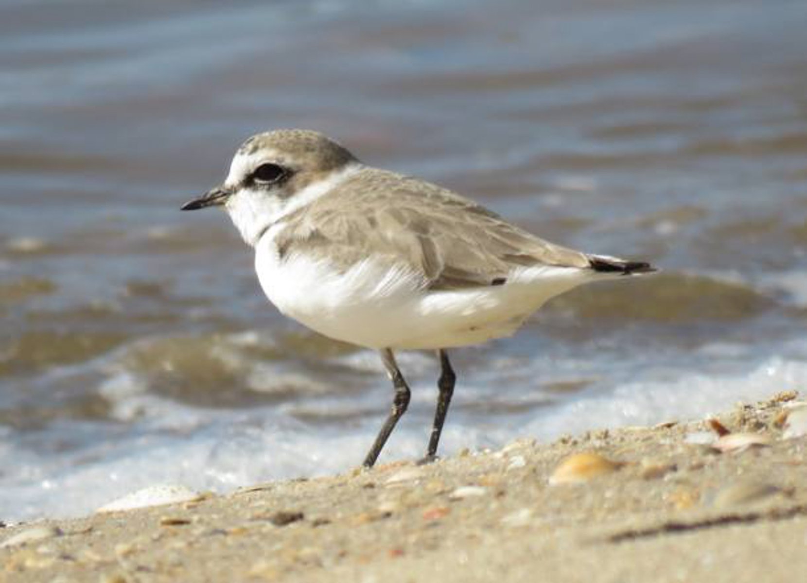 Chorlitejo patinegro. Foto: Ecologistas en Acción. Chorlitejo patinegro. Foto: Ecologistas en Acción.