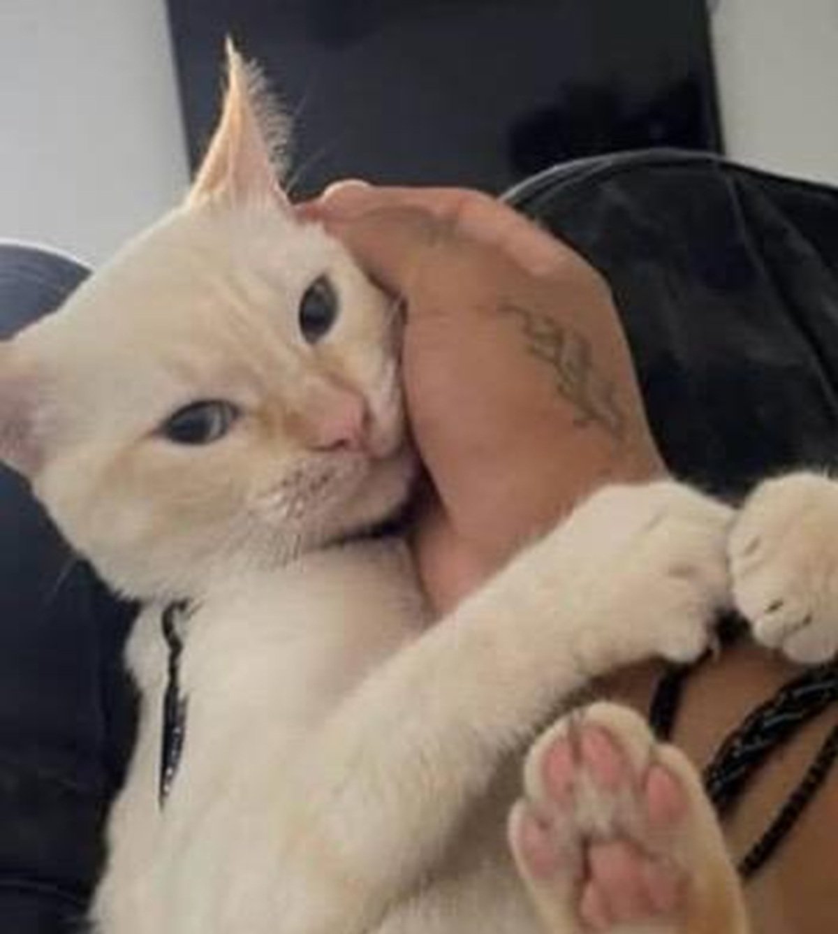 Gato desaparecido en Altavista