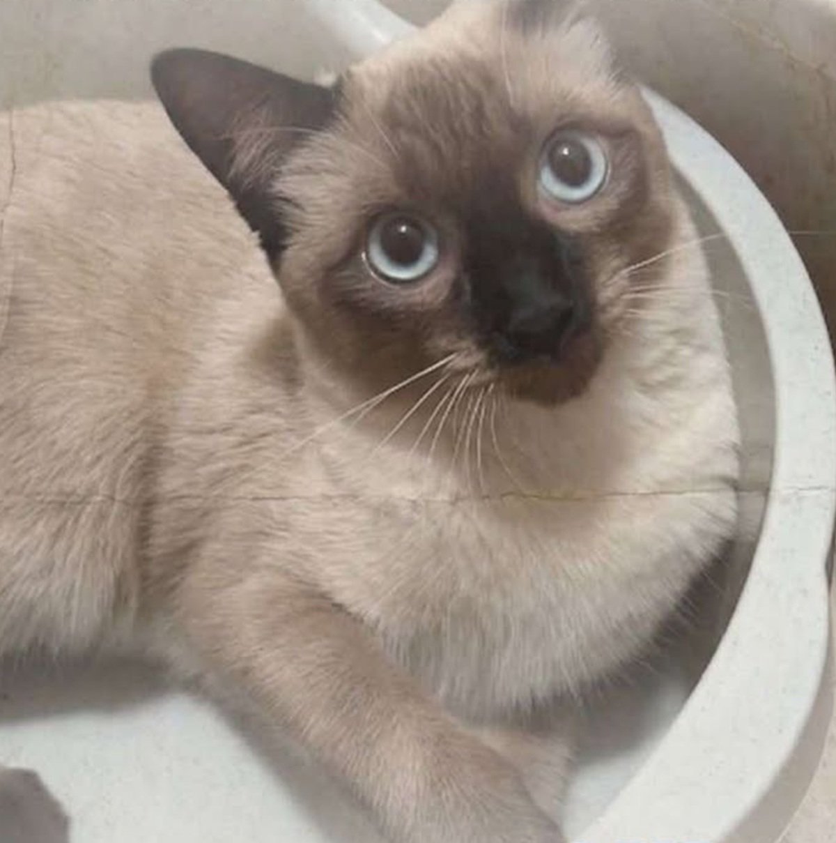 Gata desaparecida en Argana Alta