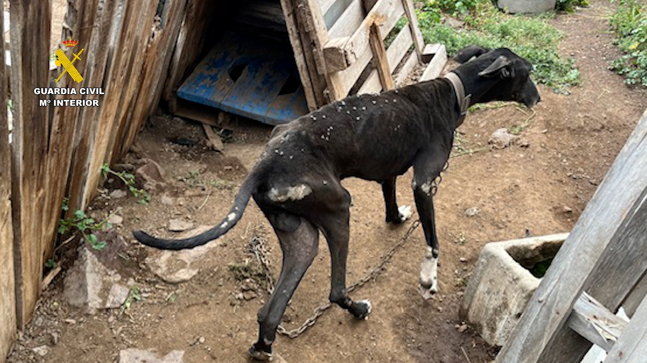 Uno de los perros incautados en la investigación