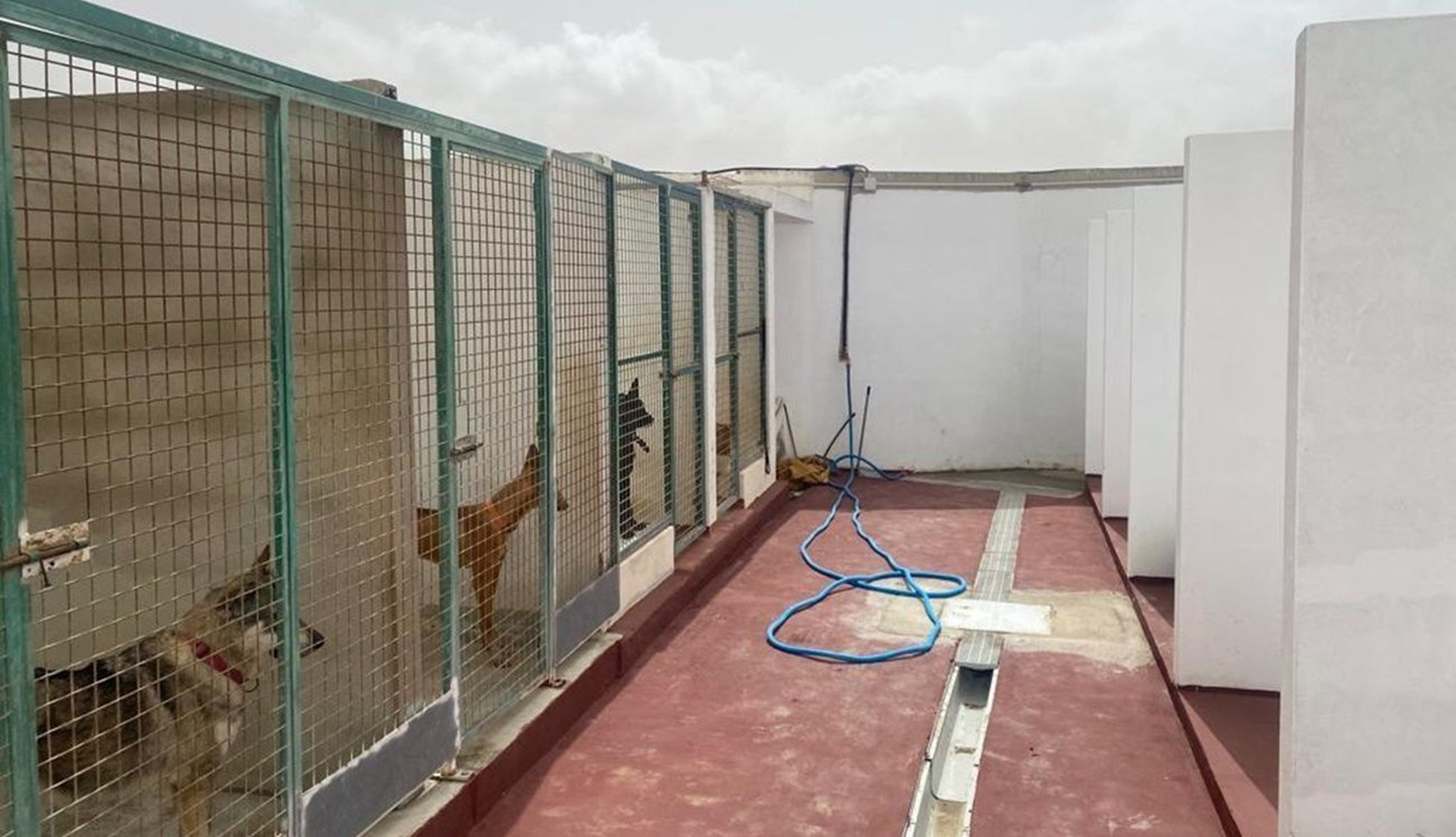 Imagen de archivo del albergue de animales en Teguise