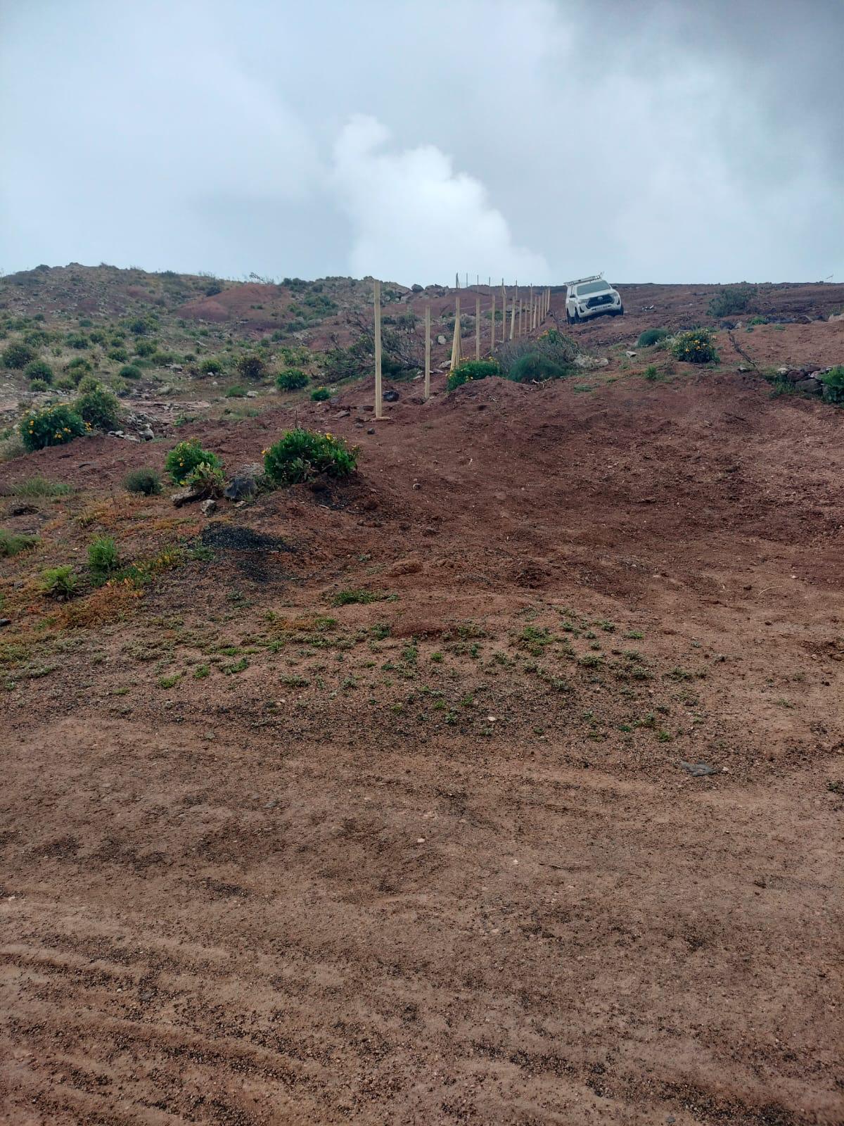 Trabajos de restauración de las cumbres de Famara Trabajos de restauración de las cumbres de Famara