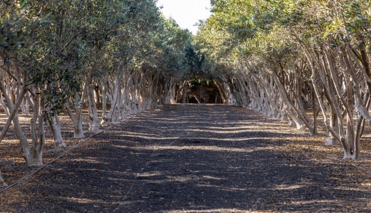 Plantación de olivos de Vereda de Conil Plantación de olivos de Vereda de Conil