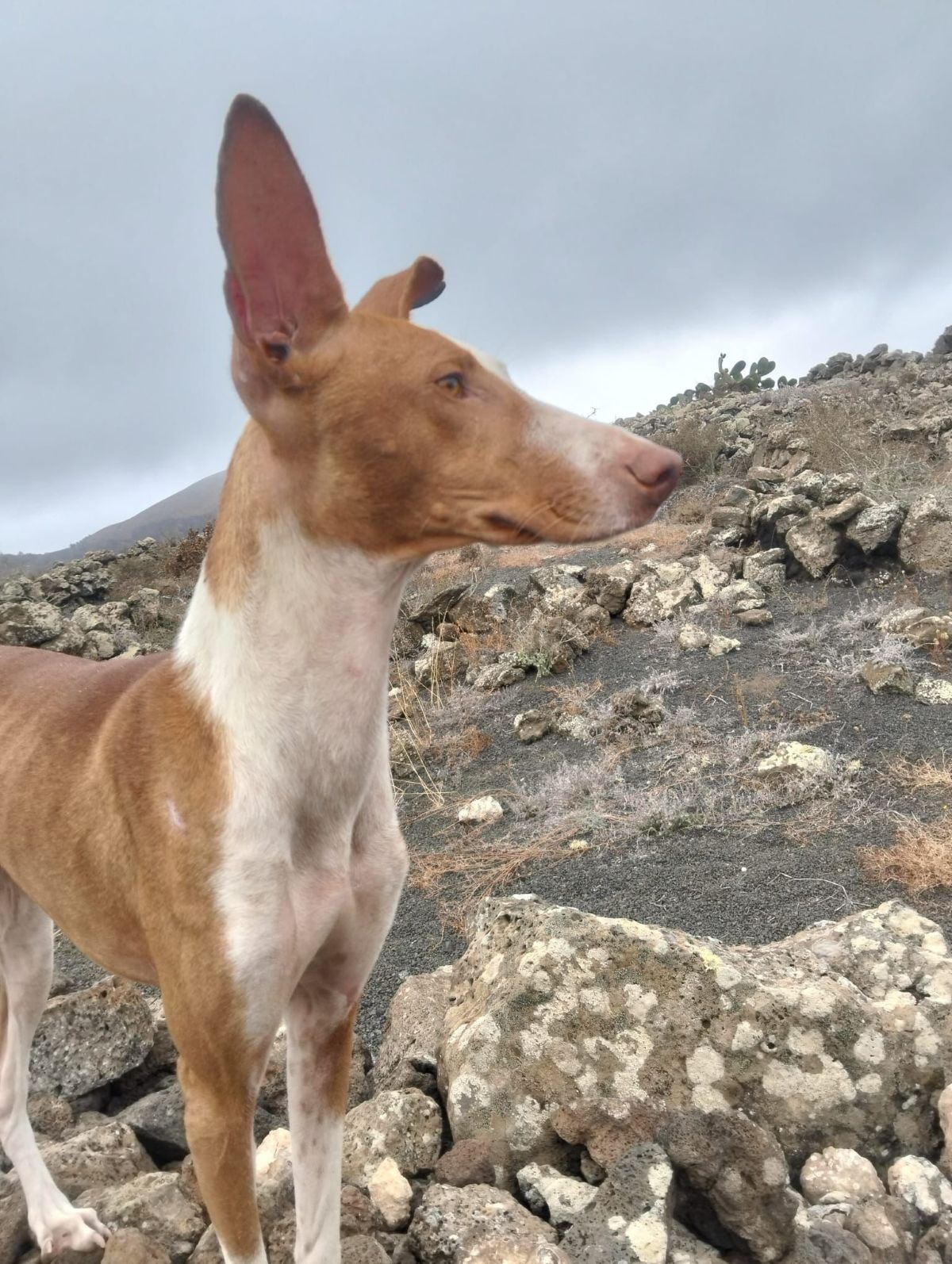 Bruma, perra de caza perdida en Haría