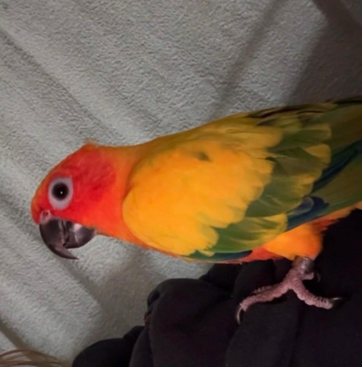 Cotorra de sol desaparecida en Puerto del Carmen