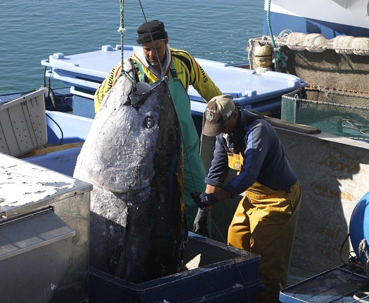 Trabajadores cargando un atún en el puerto de Arrecife.  Foto: José Luis Carrasco.