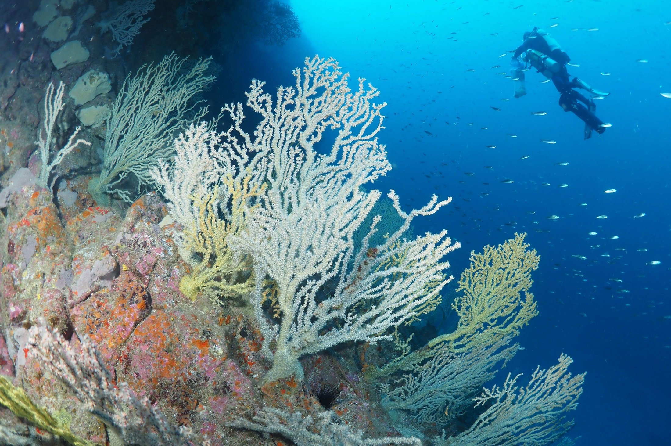 Corales en el Archipiélago Chinijo. Foto: Doctor Óscar Ocaña