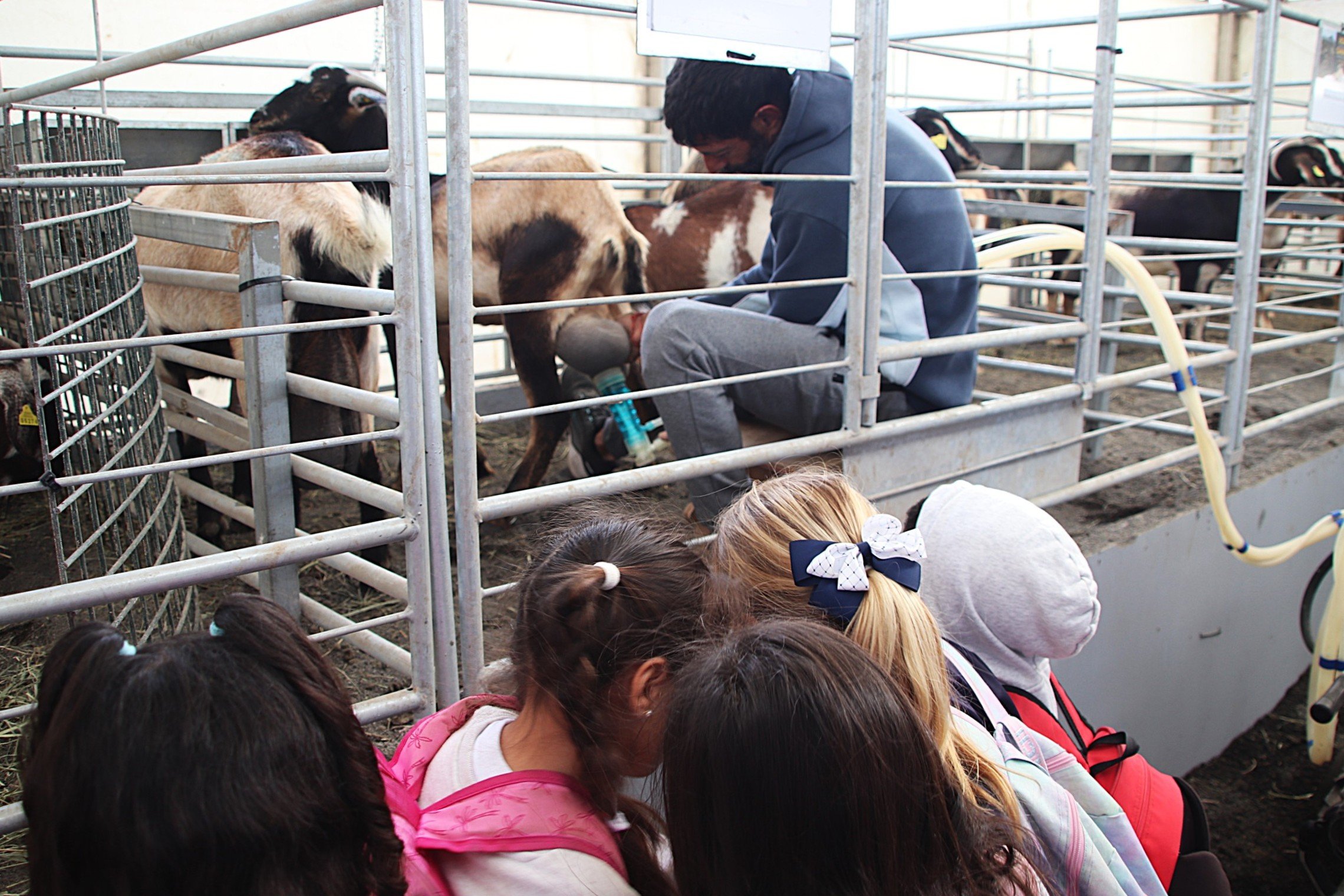 Feria de ganado en Uga, 2026