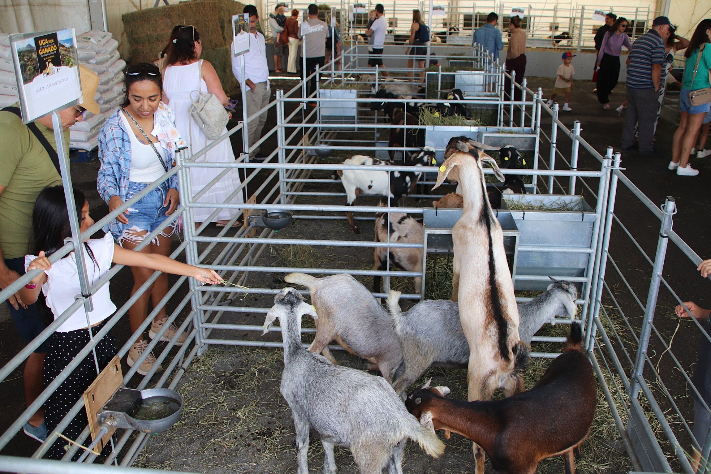 Feria de ganado en Uga, 2026