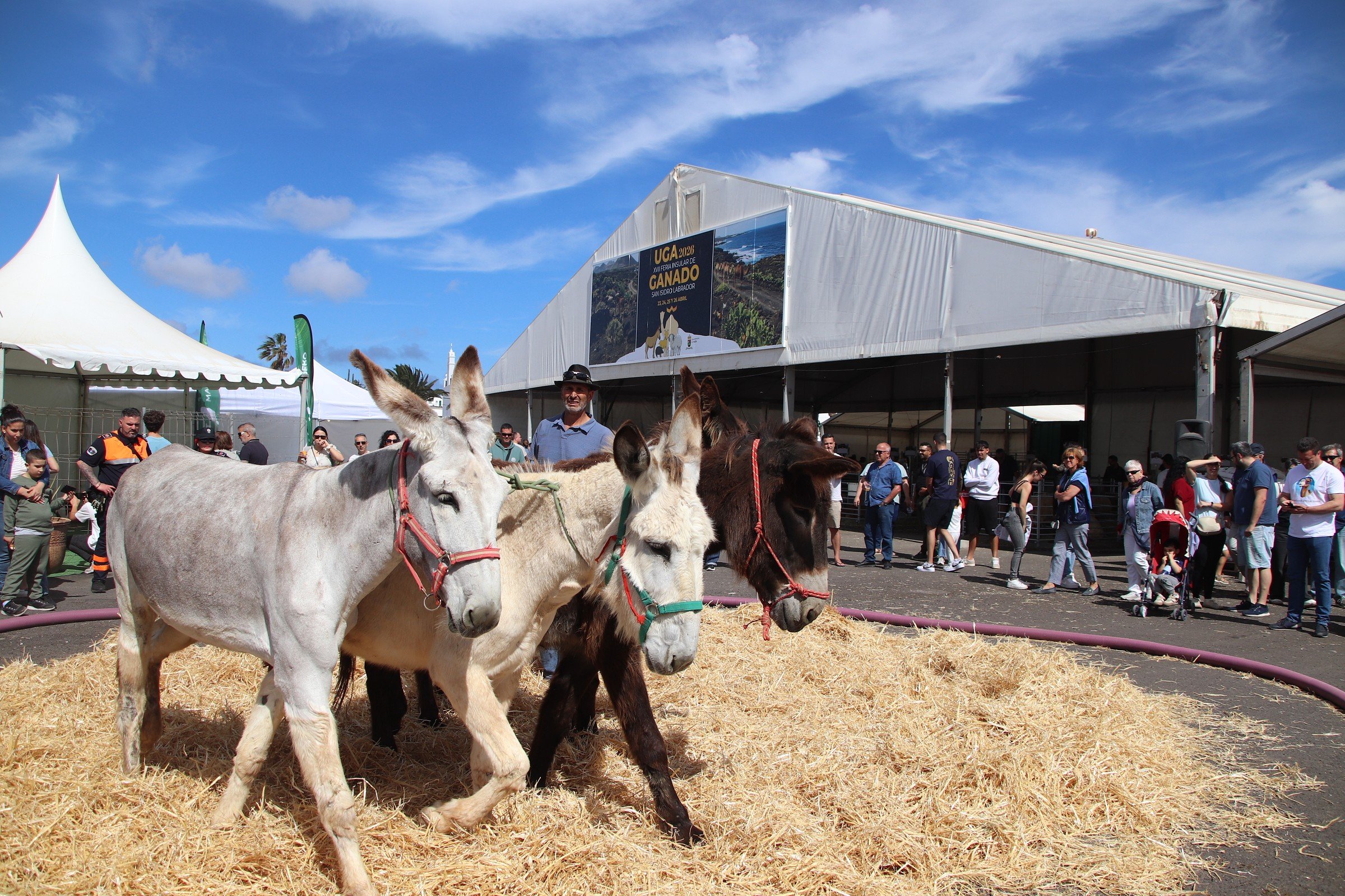 Feria de ganado en Uga, 2026