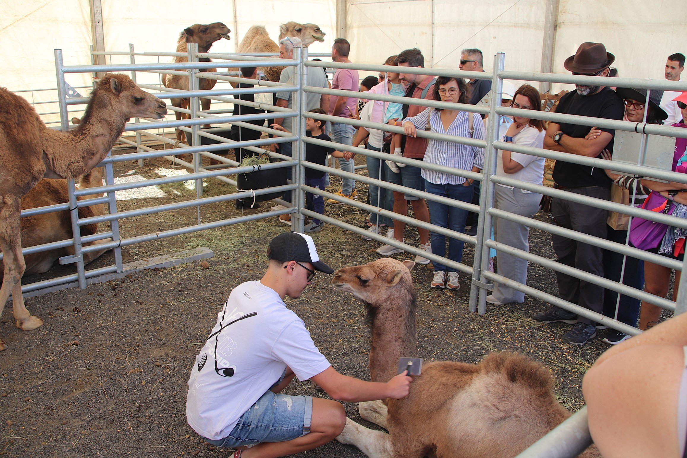 Feria de ganado en Uga, 2026