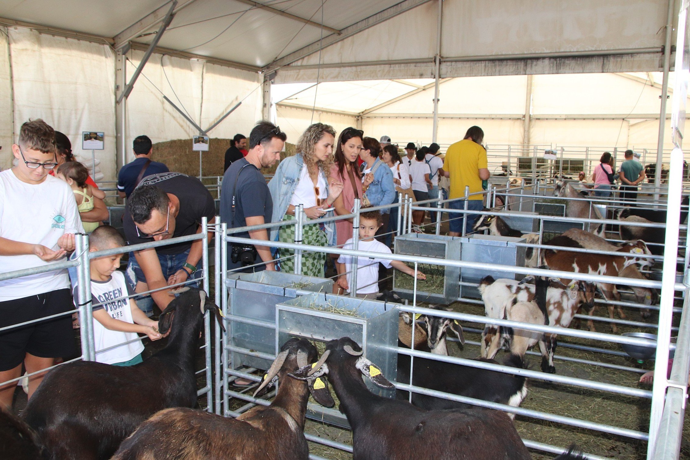 Feria de ganado en Uga, 2026