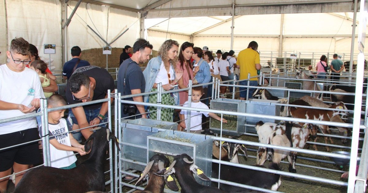 From cheese tastings to camels: This was the massive San Isidro ...