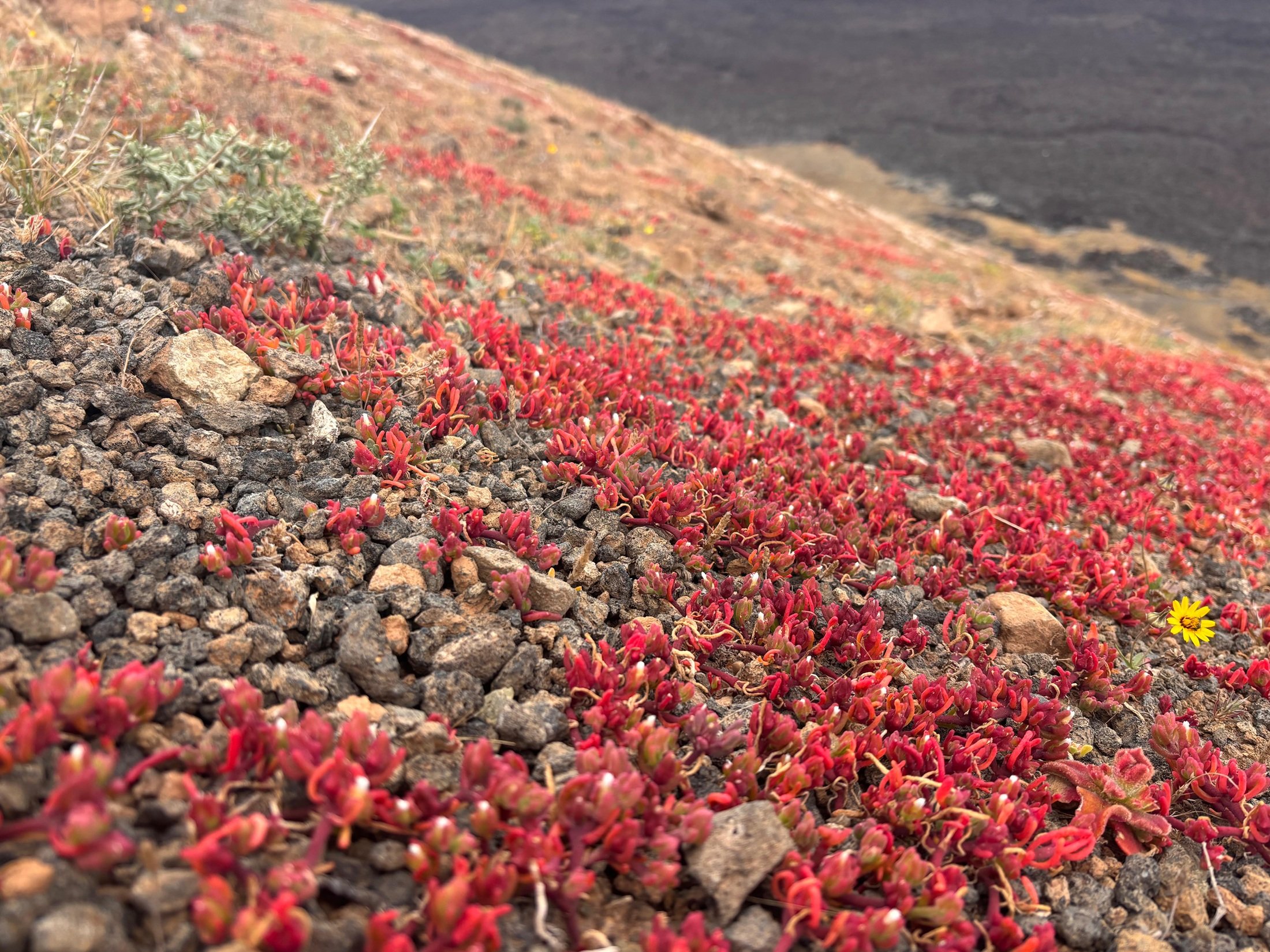 Cosco en el Parque Natural de Los Volcanes. Foto: Michael Valdivia