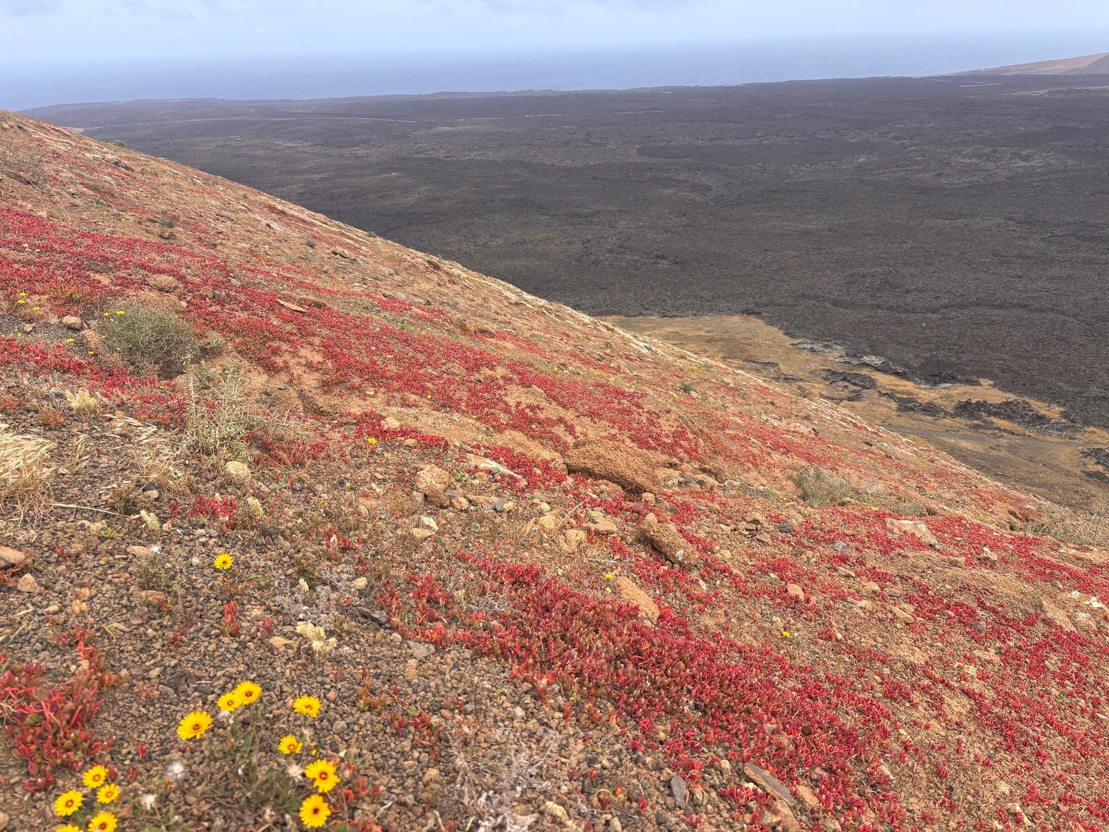 Cosco en el Parque Natural de Los Volcanes. Foto: Michael Valdivia