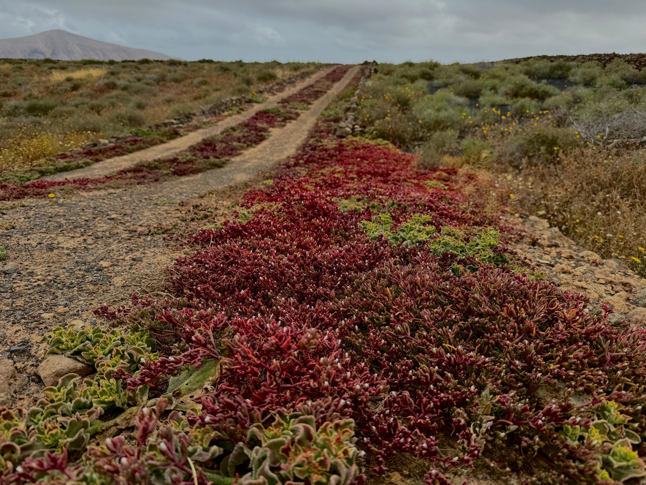 Cosco en el Parque Natural de Los Volcanes. Foto: Andrea Domínguez