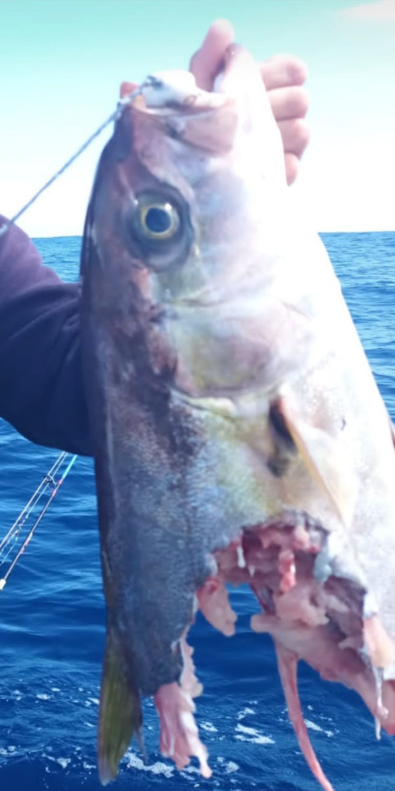 One of the bitten fish caught in La Graciosa. Photo: Provided.