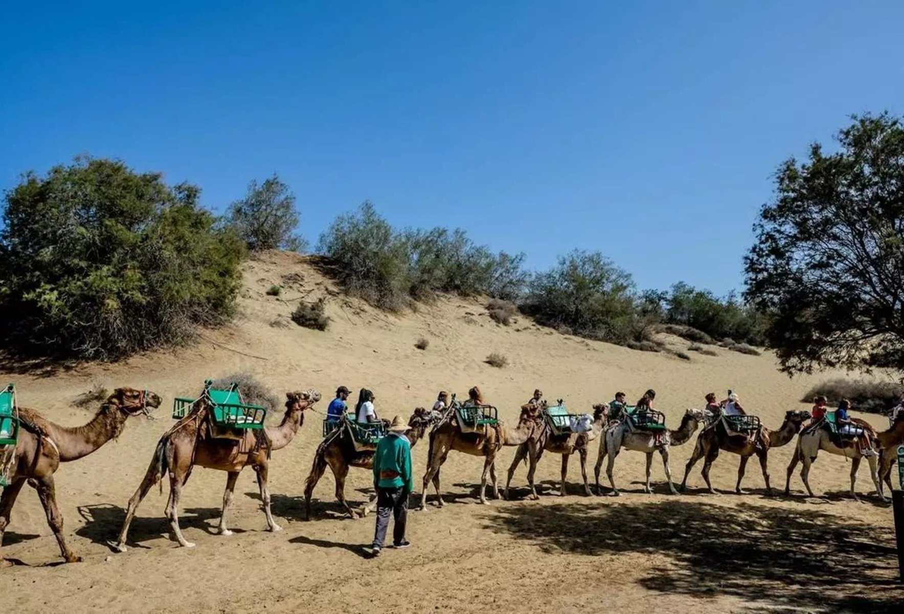 Camellos en Maspalomas. Foto: José Carlos Guerra. La Provincia.