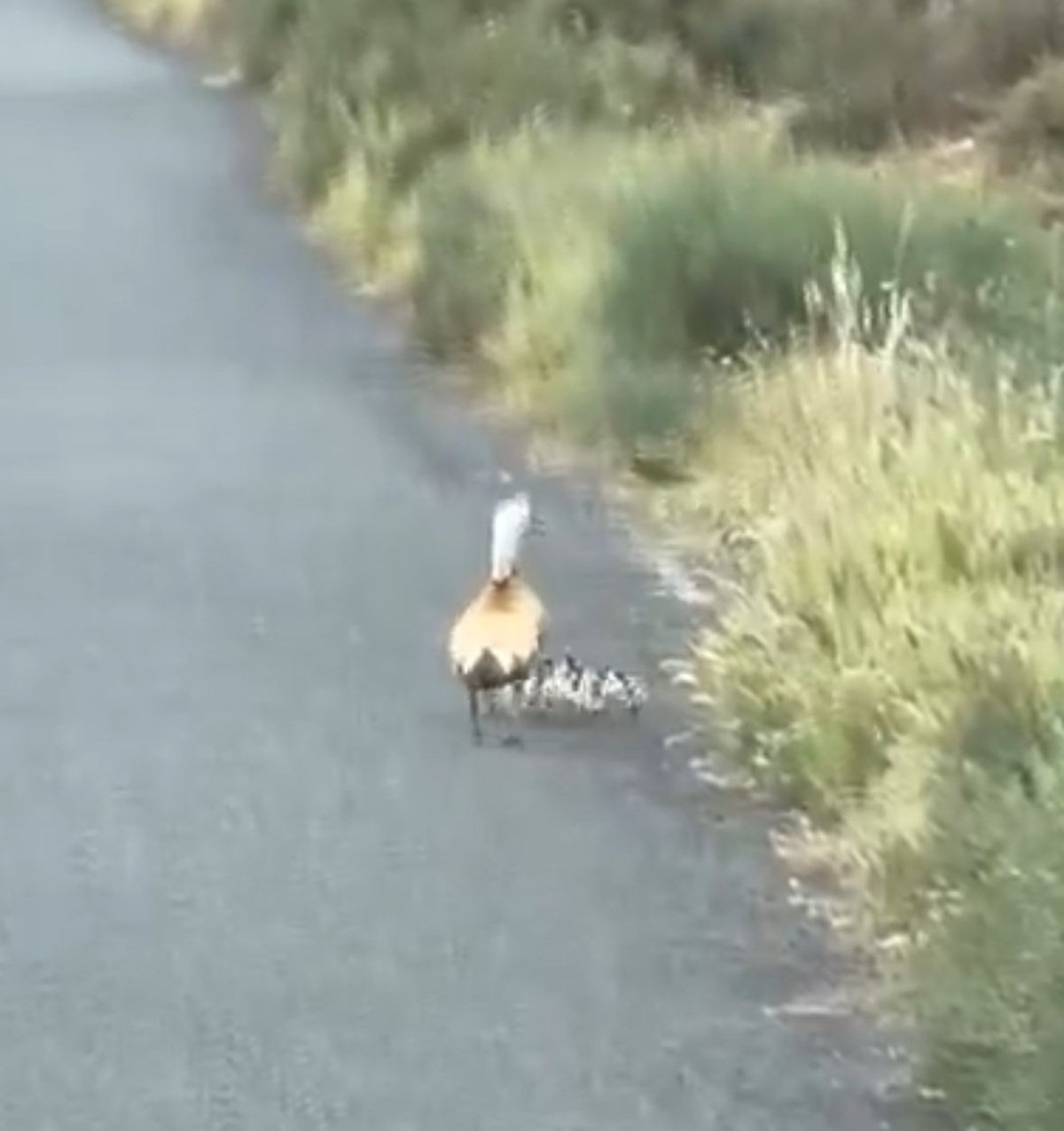 Pareja de tarro canelo (Tadorna ferruginea) y sus crías