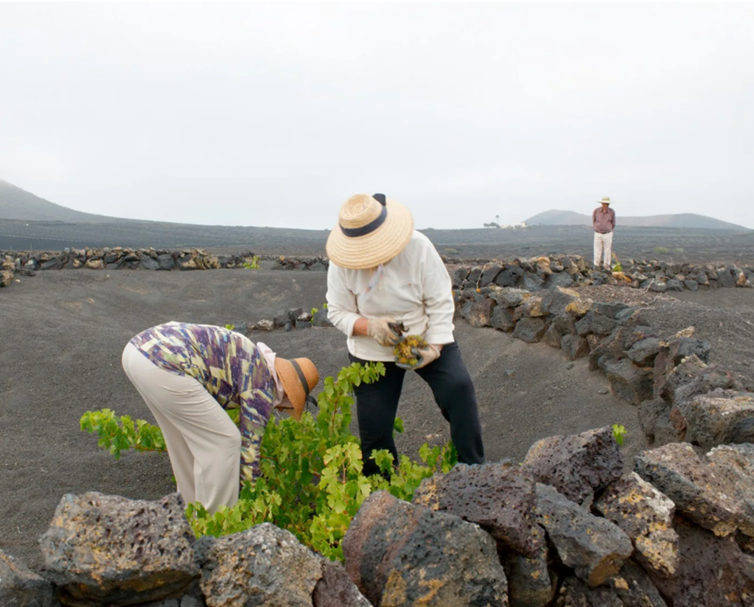 Recogida de uva en Lanzarote. Foto: Bodega Lagrima de Malvasía Volcánica.