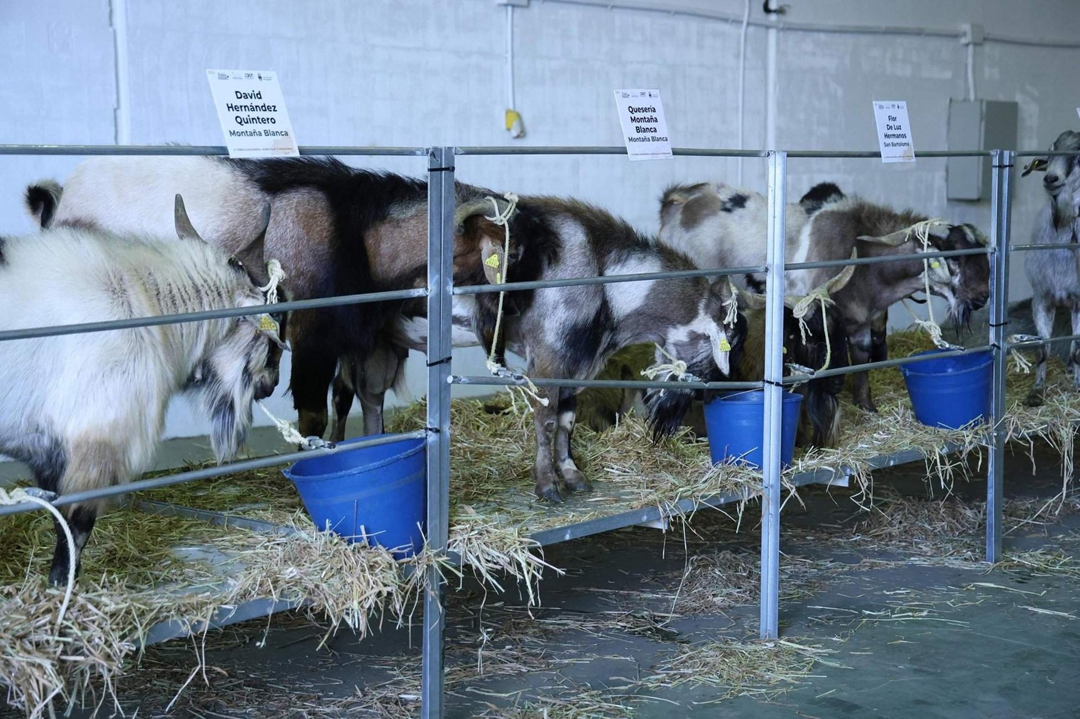 Cabras en una feria de ganadería